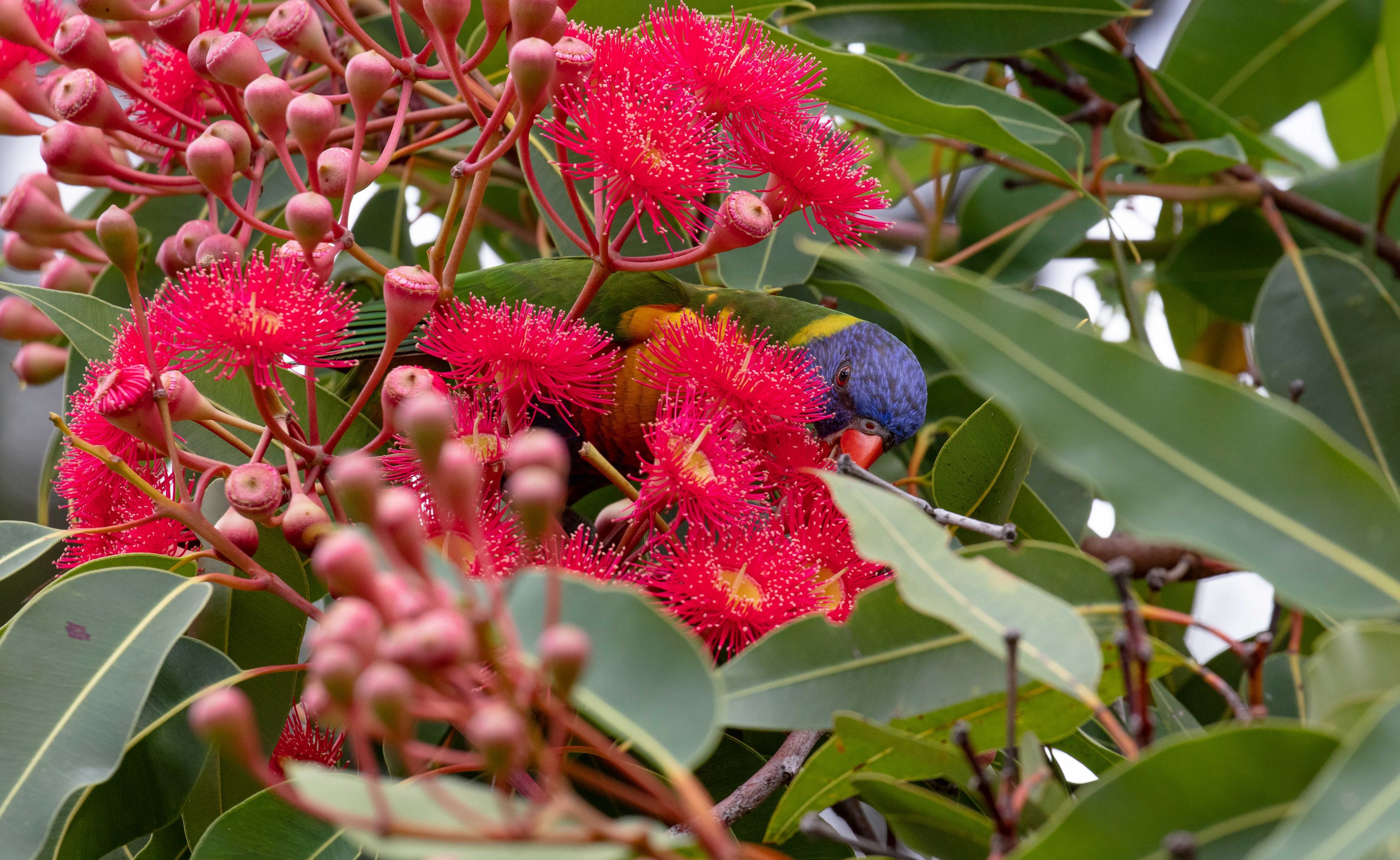 Rainbow Lorikeet