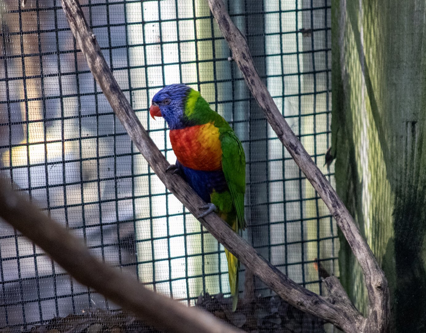 Rainbow Lorikeet