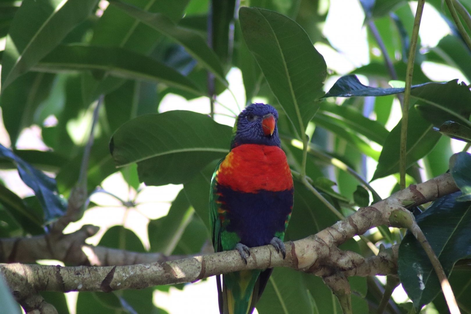 Rainbow Lorikeet