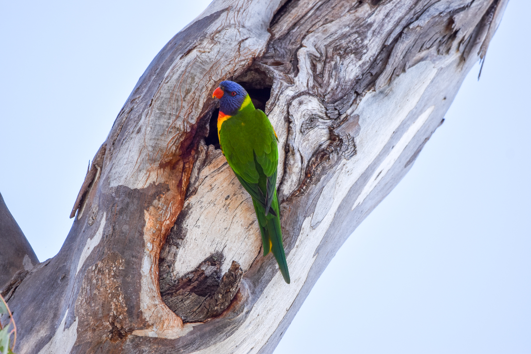 Rainbow Lorikeet