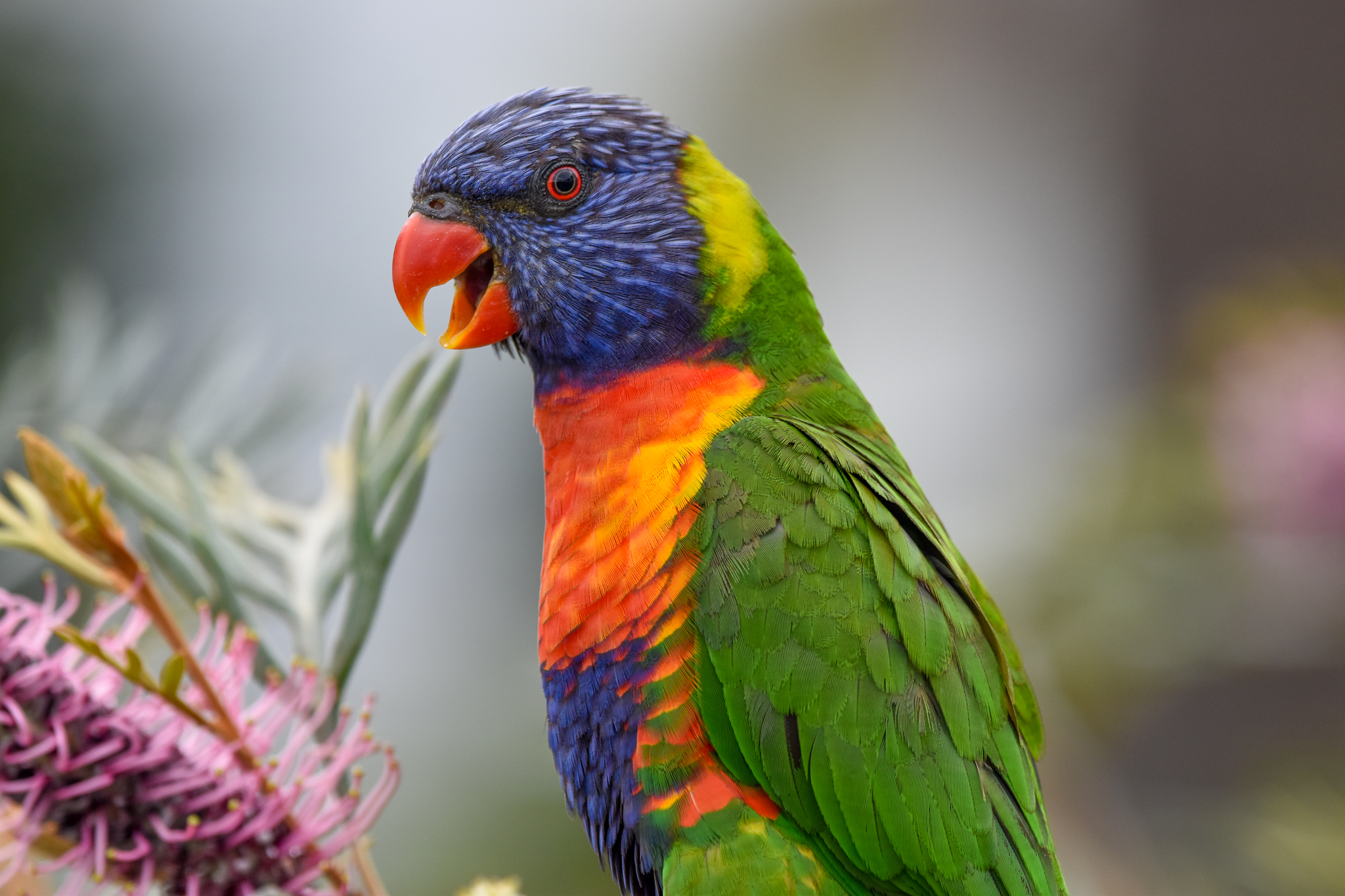 Rainbow Lorikeet