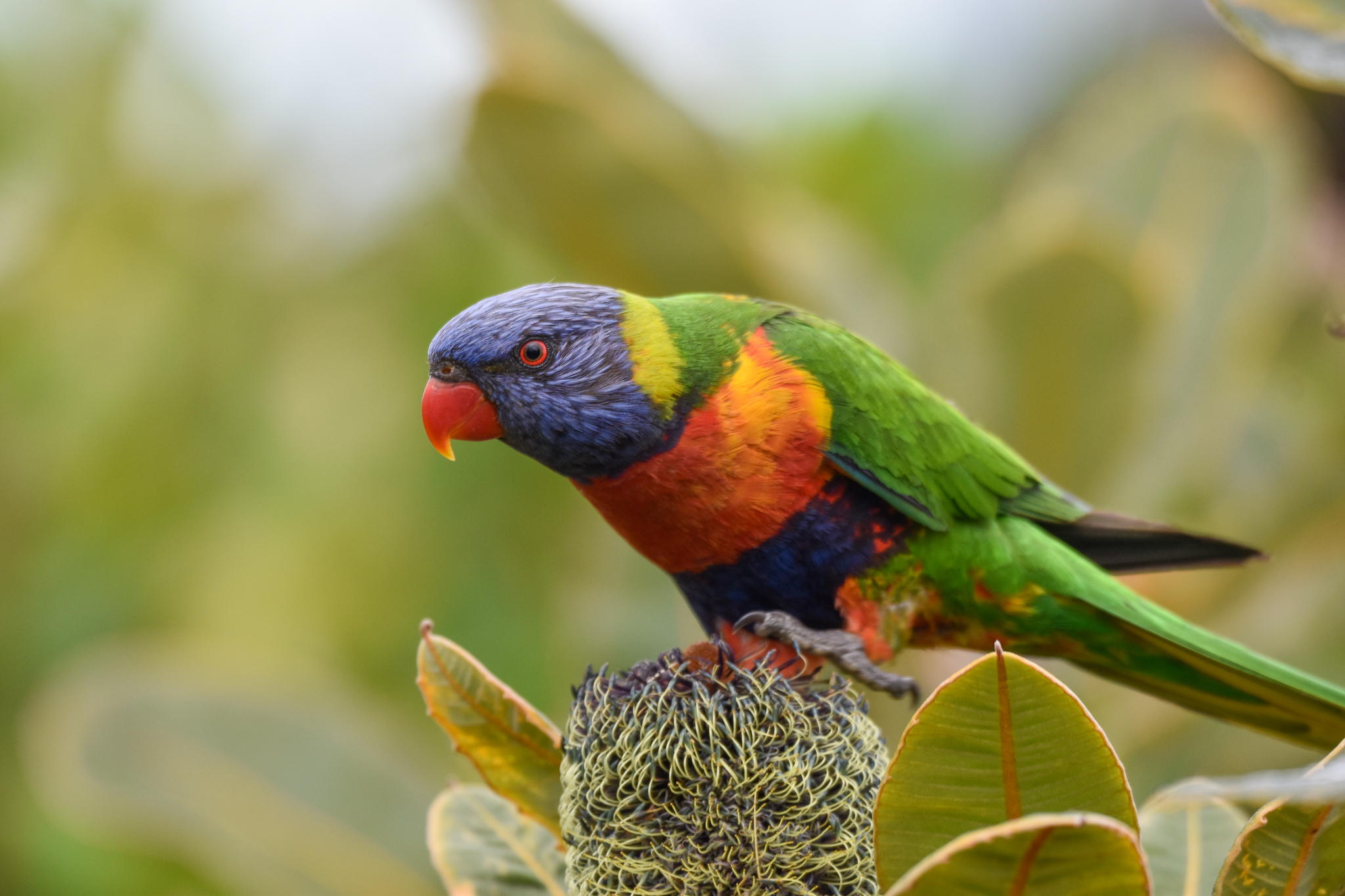 Rainbow Lorikeet