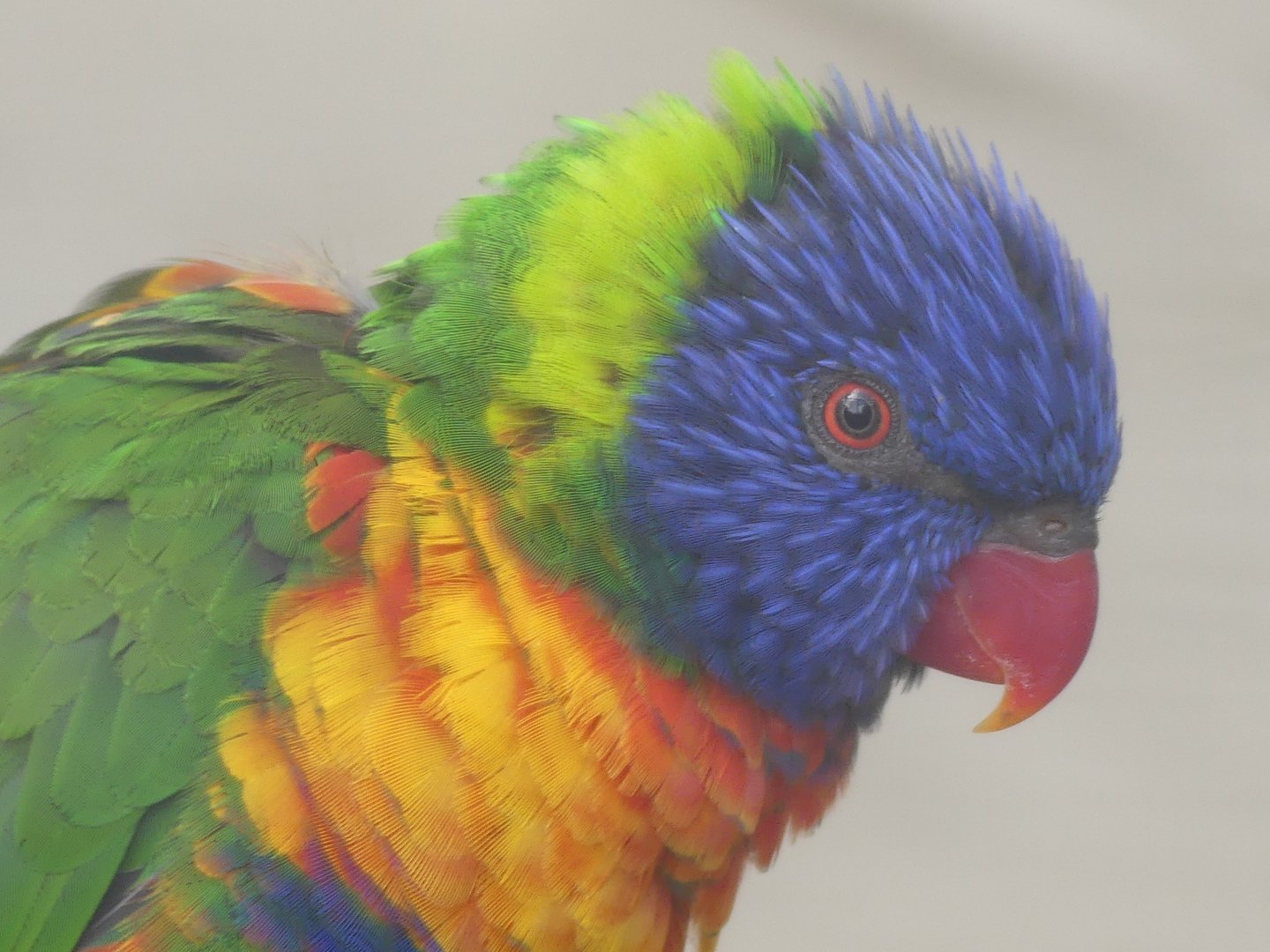Rainbow Lorikeet