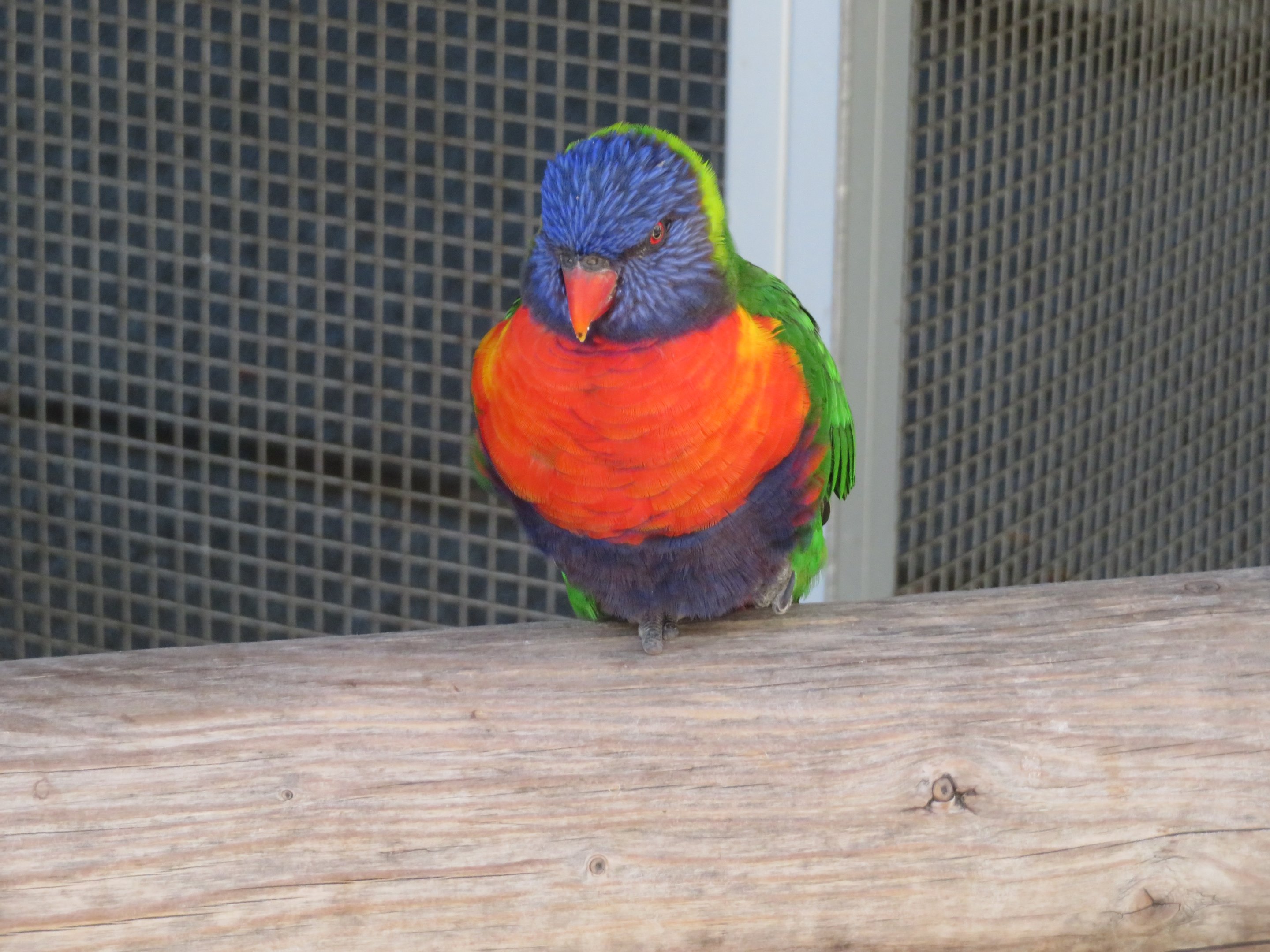 Rainbow Lorikeet (?)