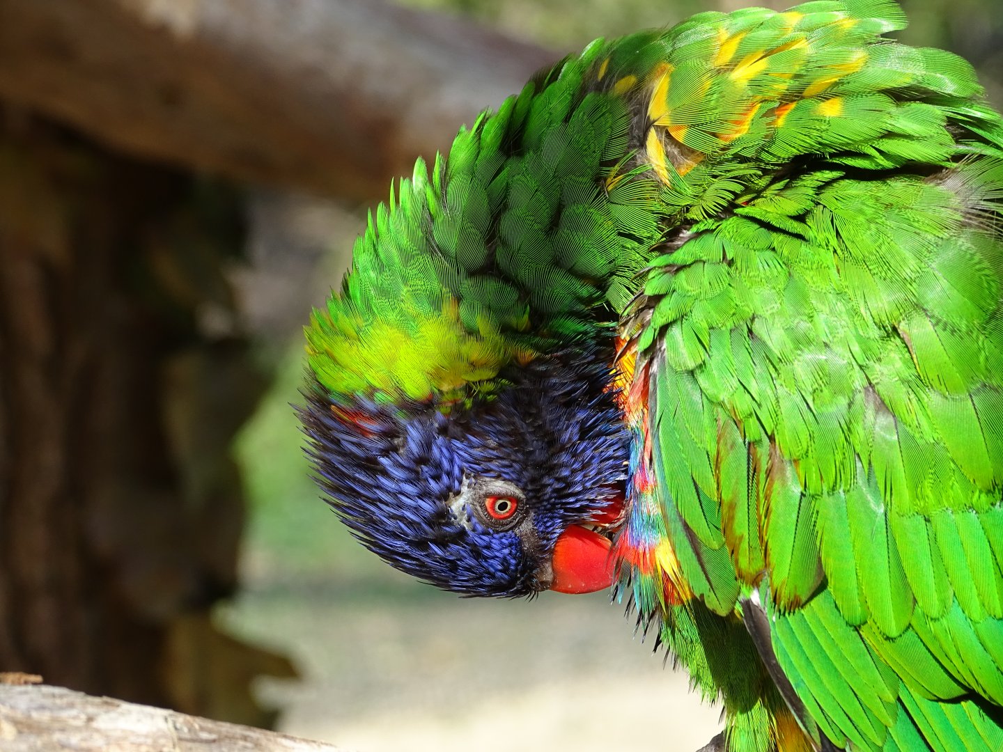 Rainbow lorikeet