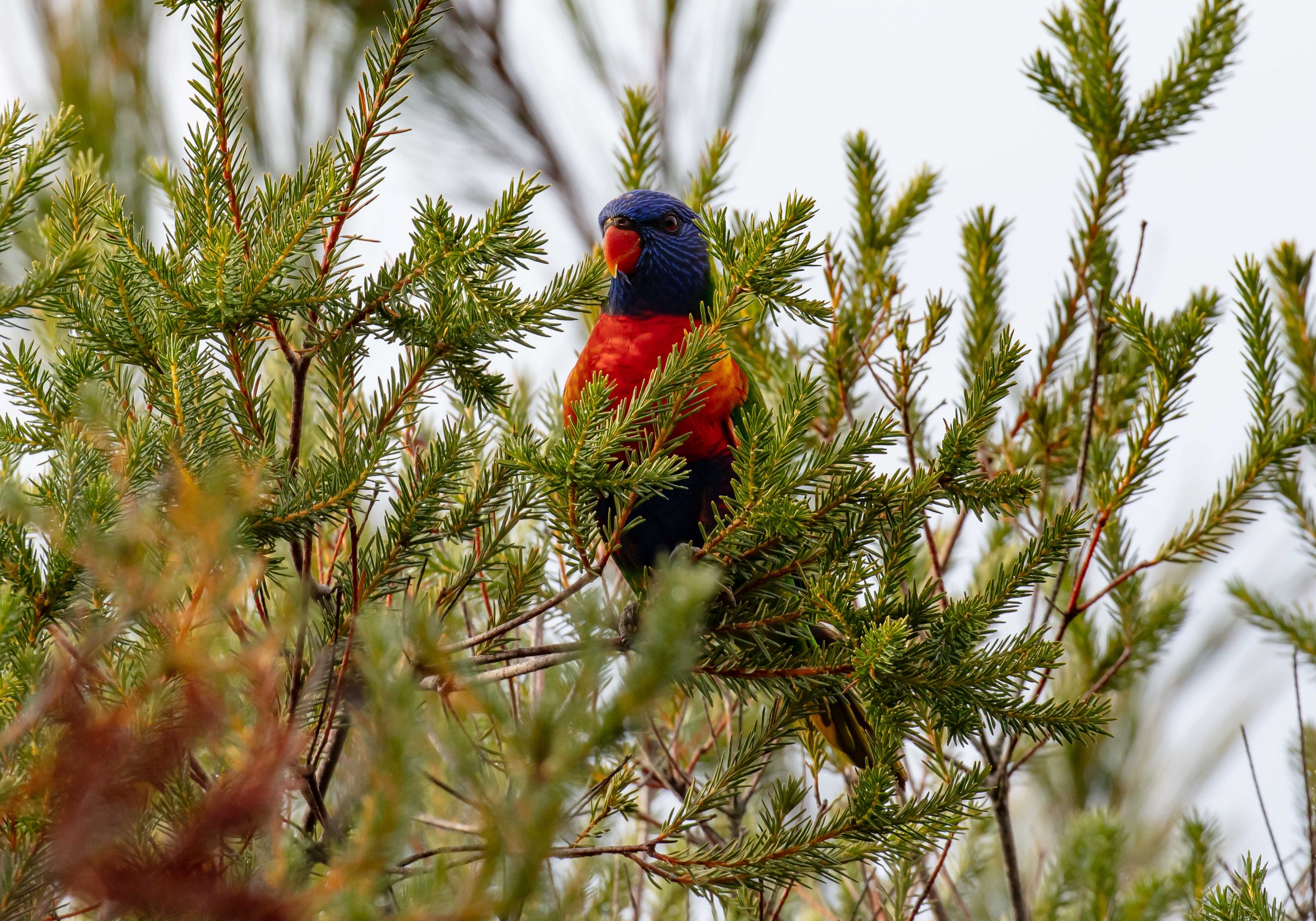 Rainbow Lorikeet