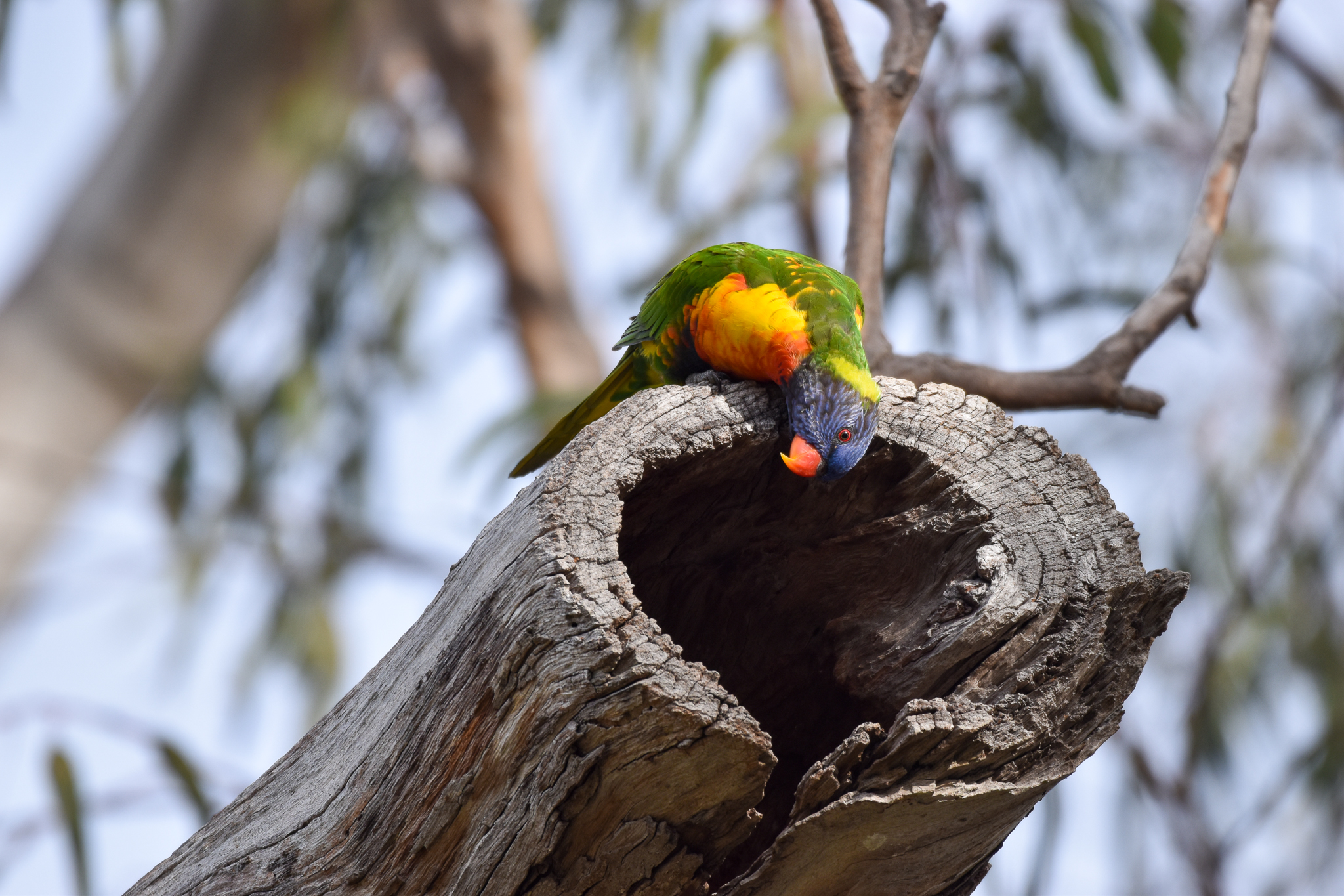 Rainbow Lorikeet