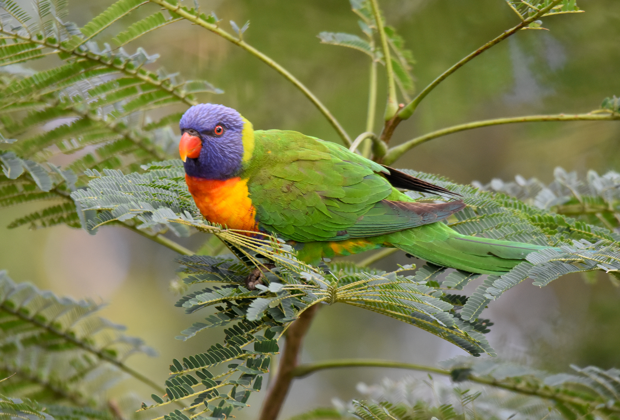 Rainbow Lorikeet