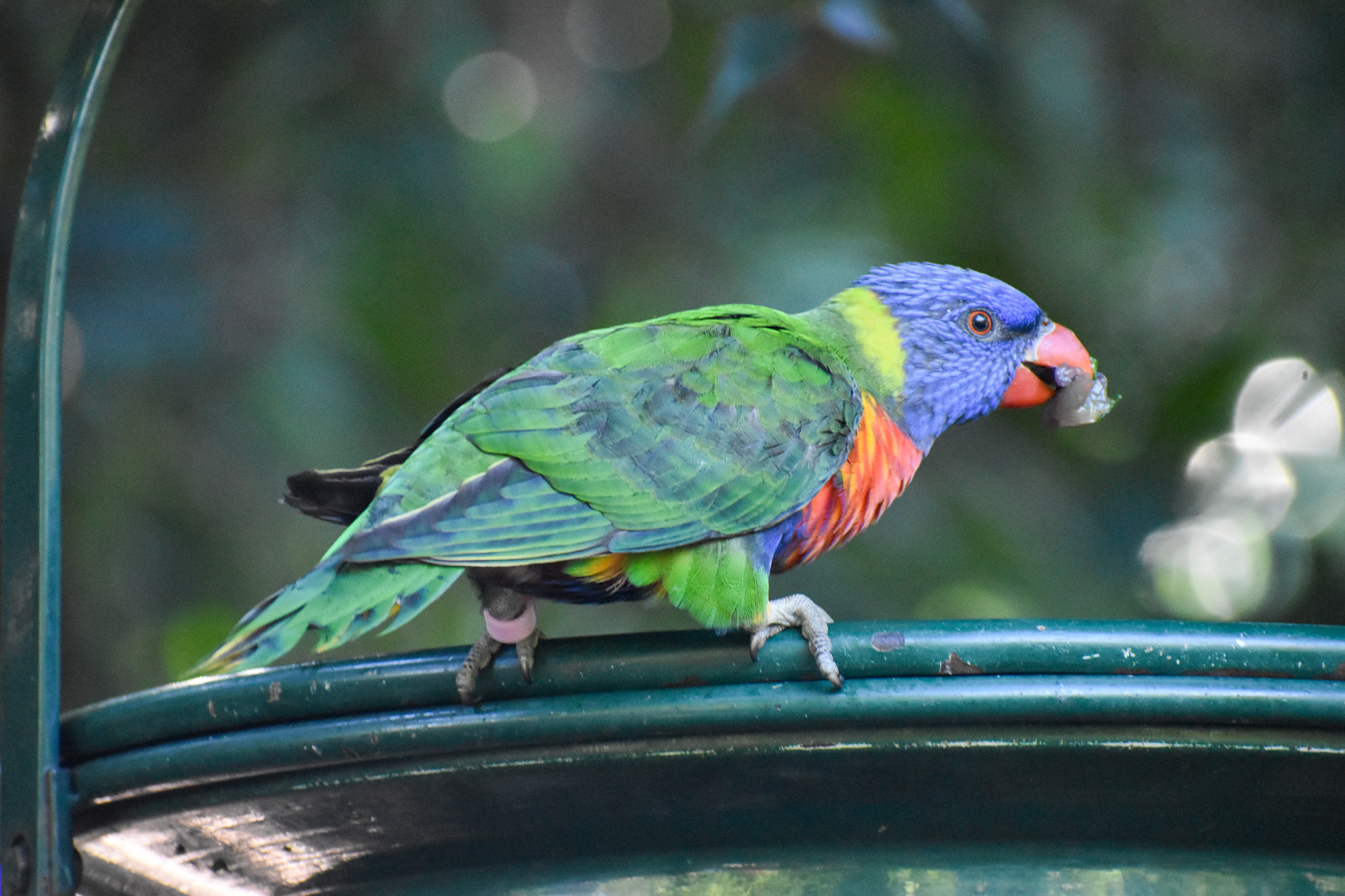 Rainbow Lorikeet