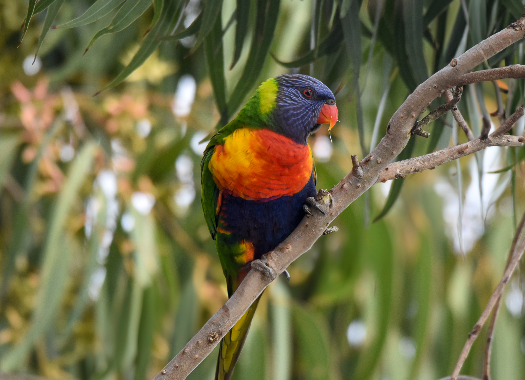 Rainbow Lorikeet
