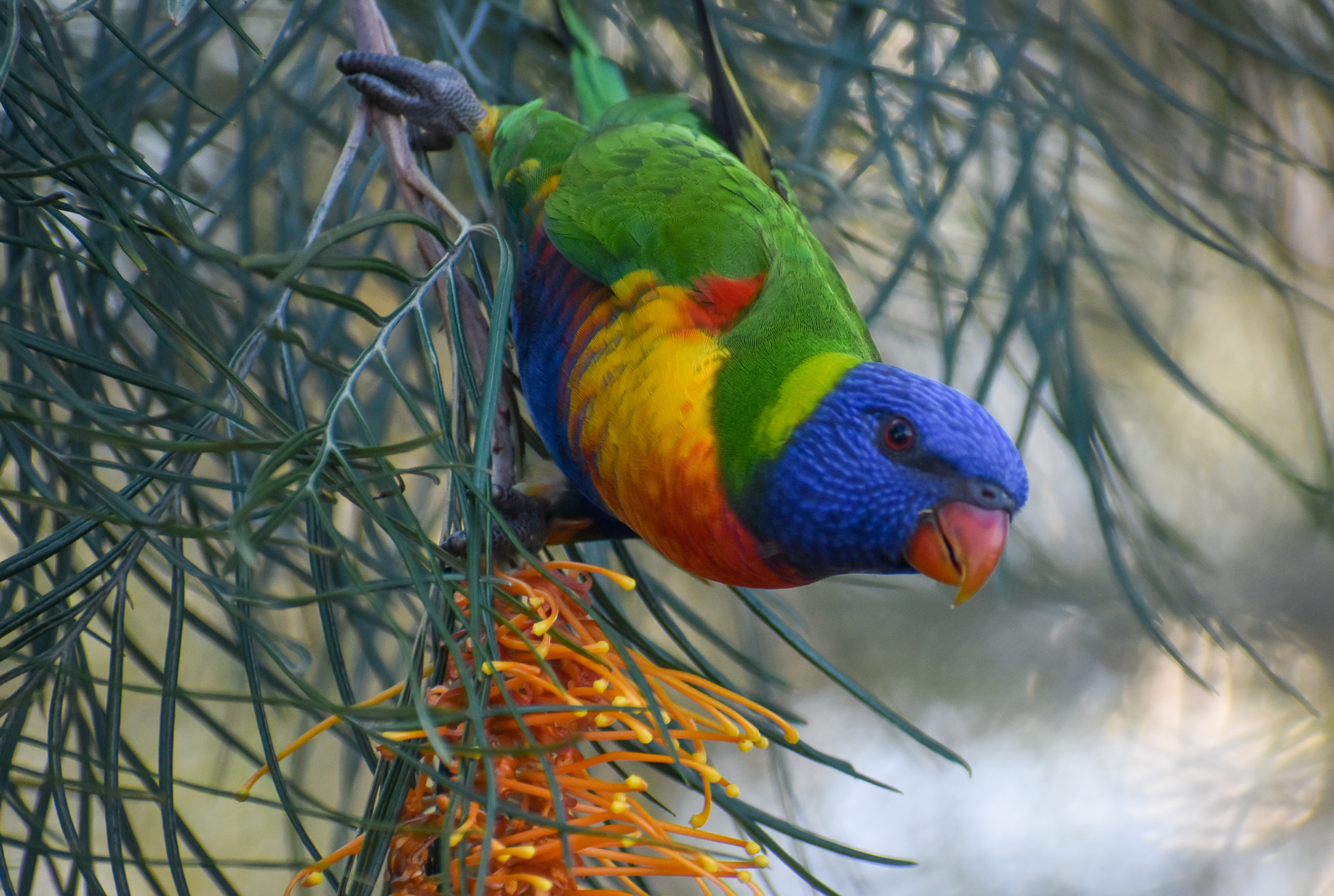 Rainbow Lorikeet