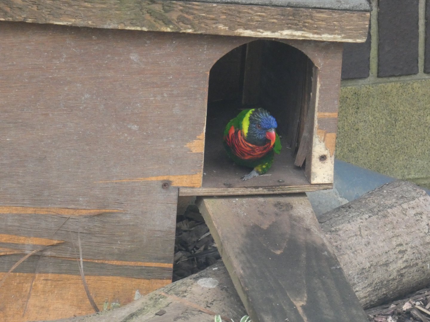 Rainbow lorikeet