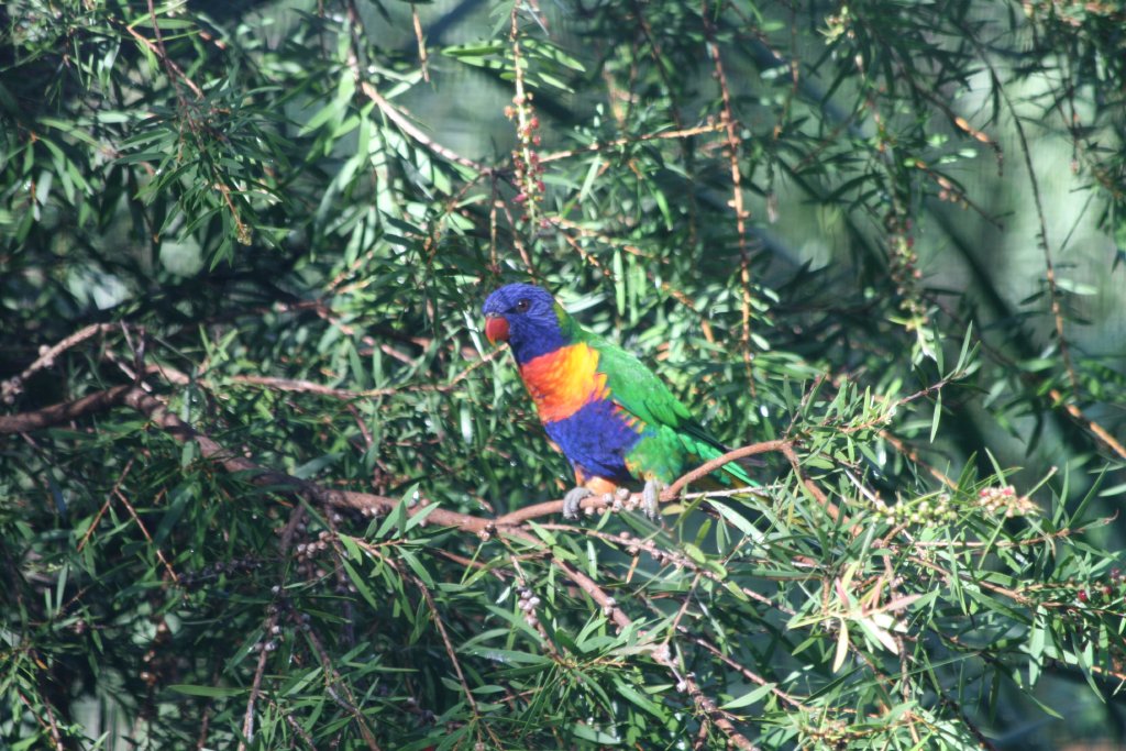 Rainbow Lorikeet