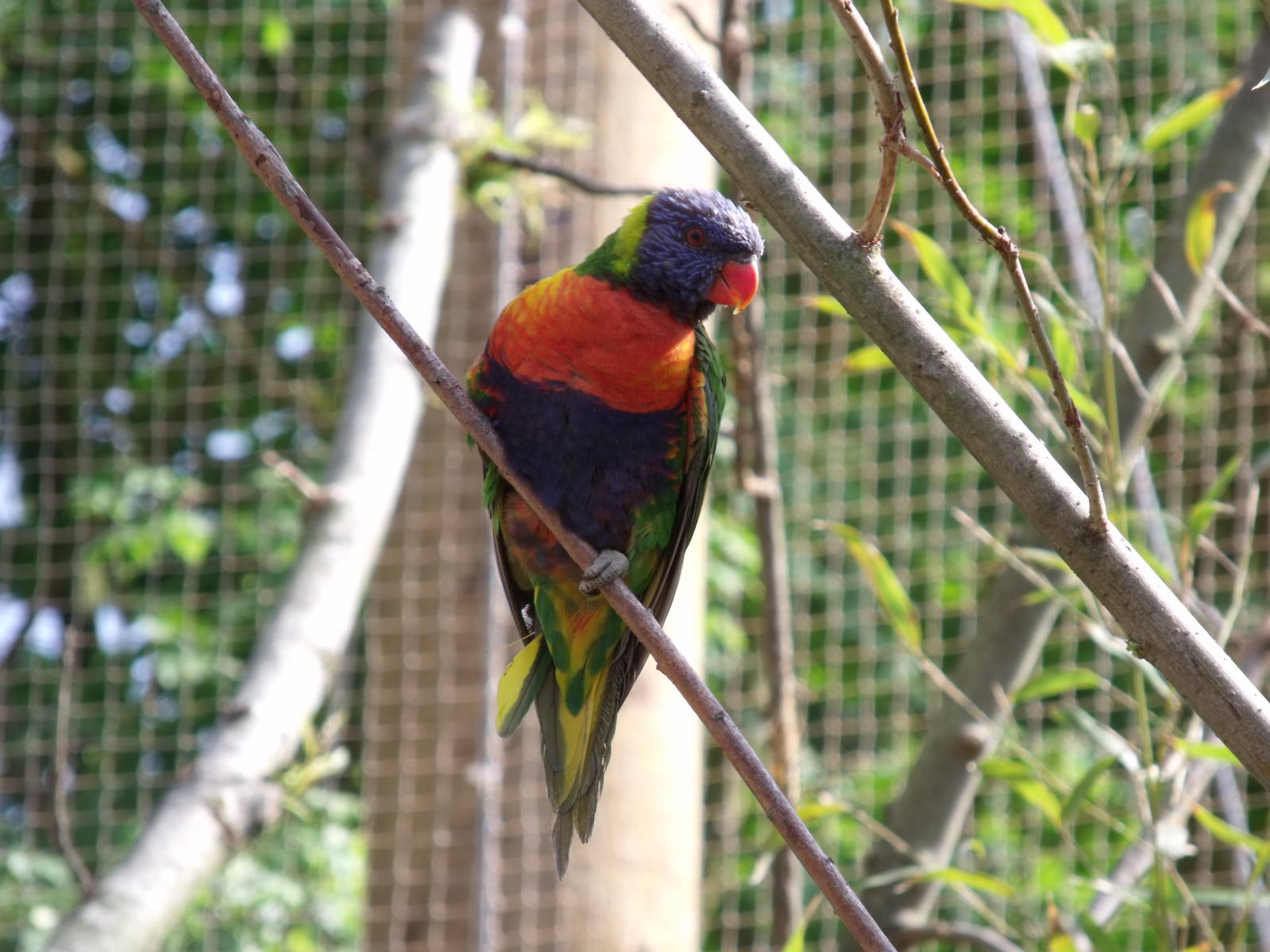 Rainbow Lorikeet