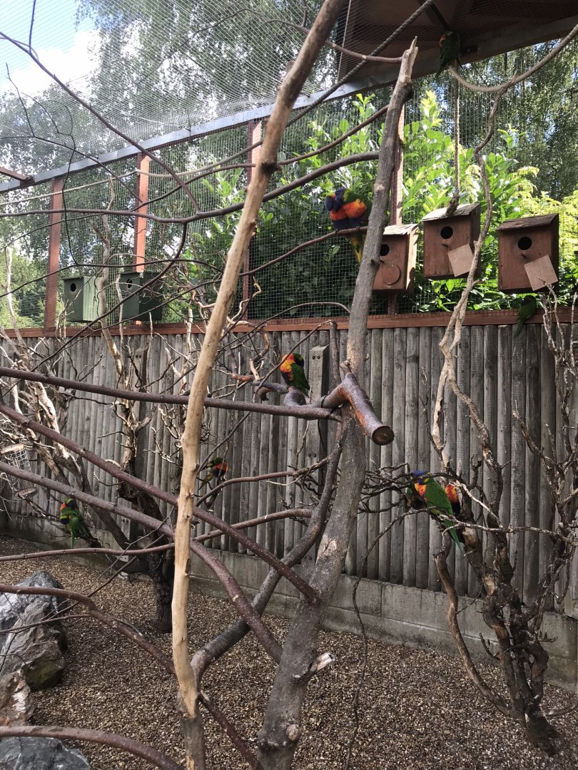 Rainbow lorikeets 100818