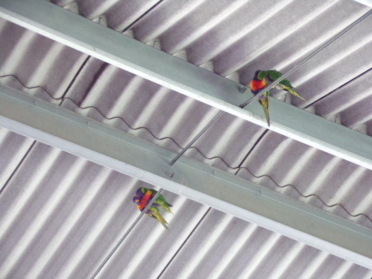 Rainbow lorikeets 7.7.24