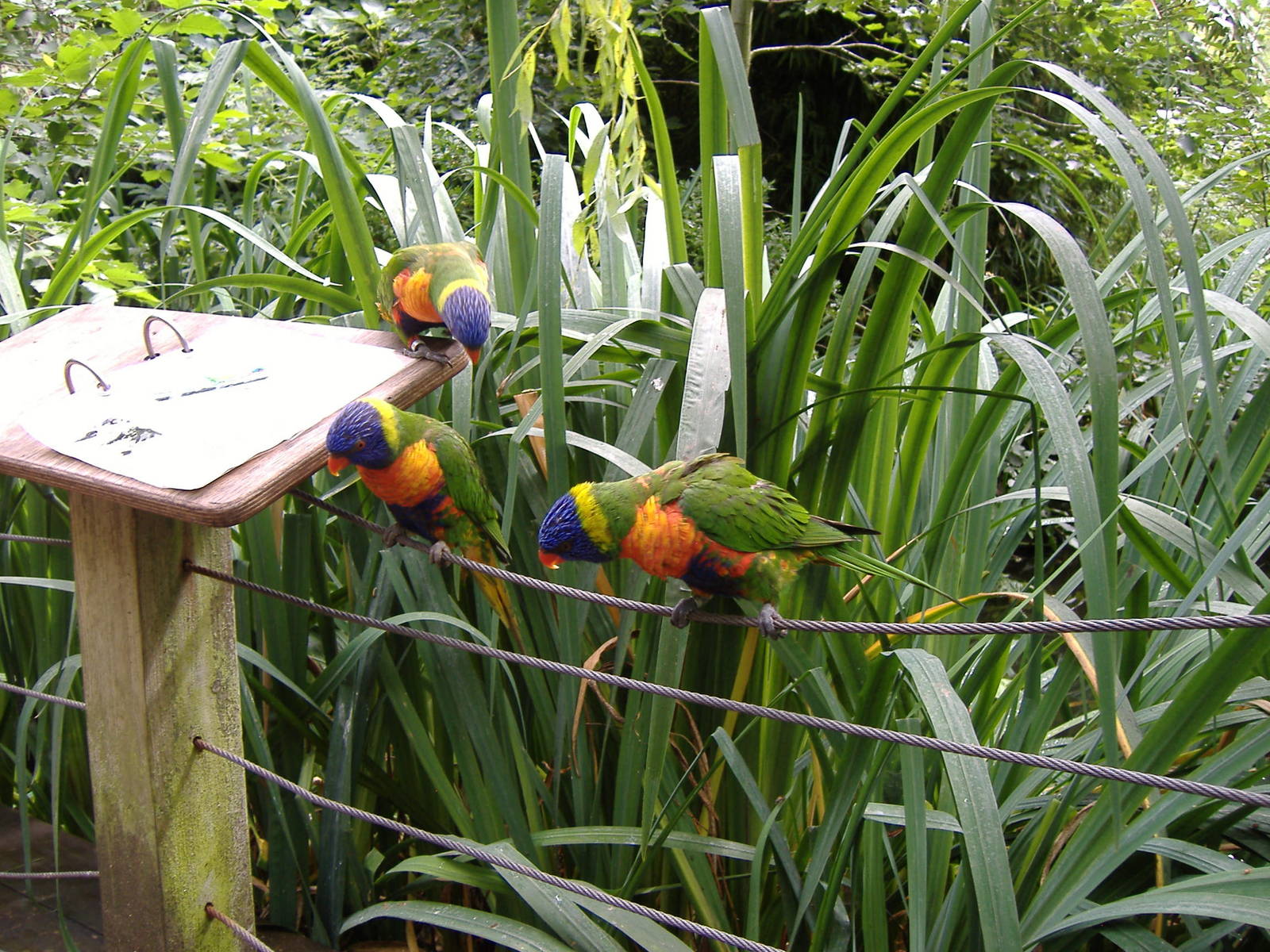 Rainbow lorikeets at Bristol Zoo, 1 August 2010