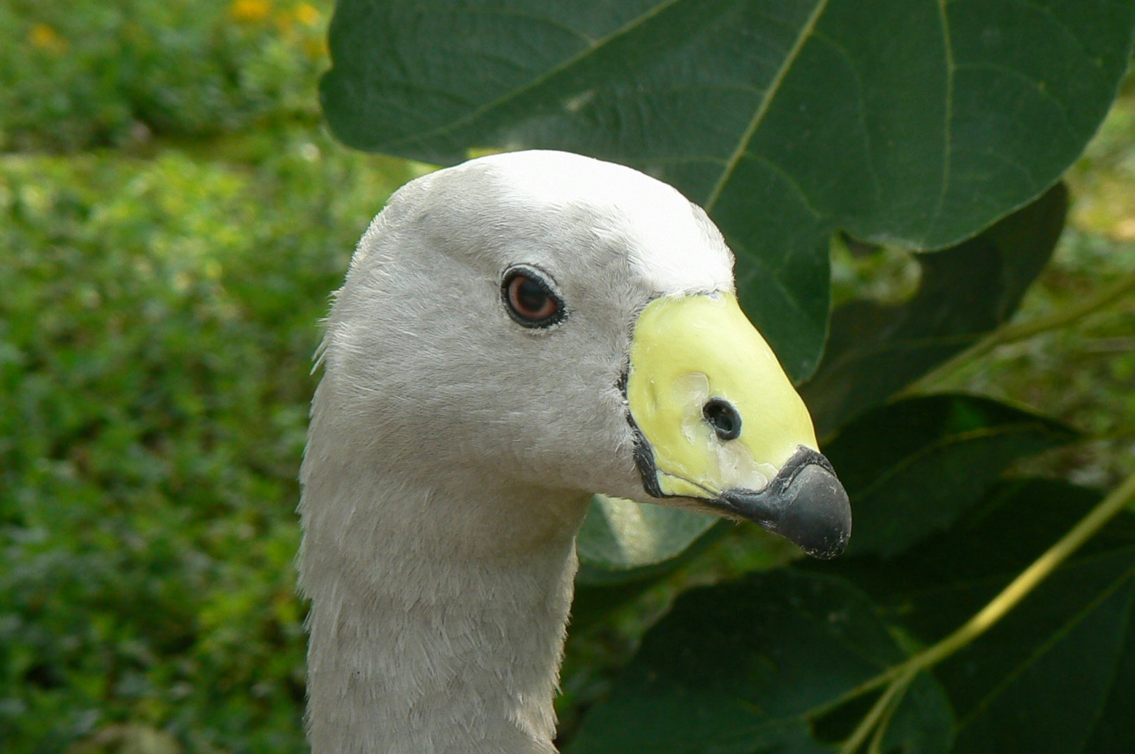 Rainbow lorikeets aviary - cape barren goose
