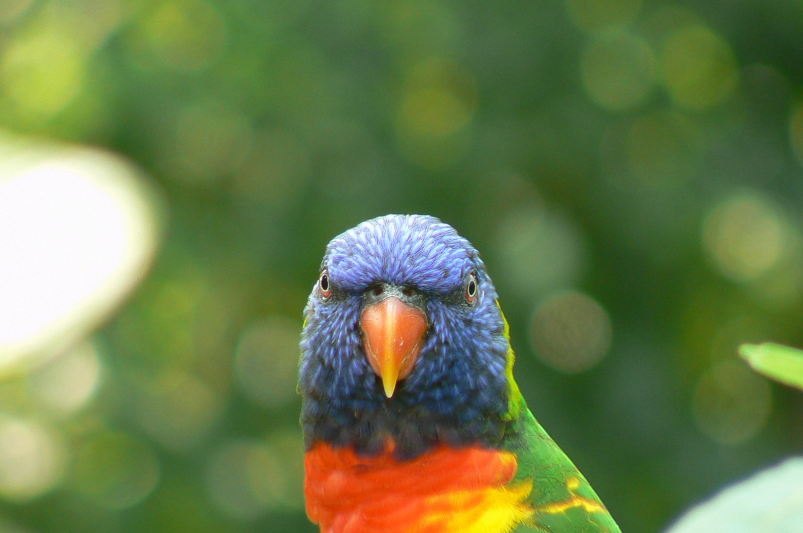 Rainbow lorikeets aviary - rainbow lorikeet