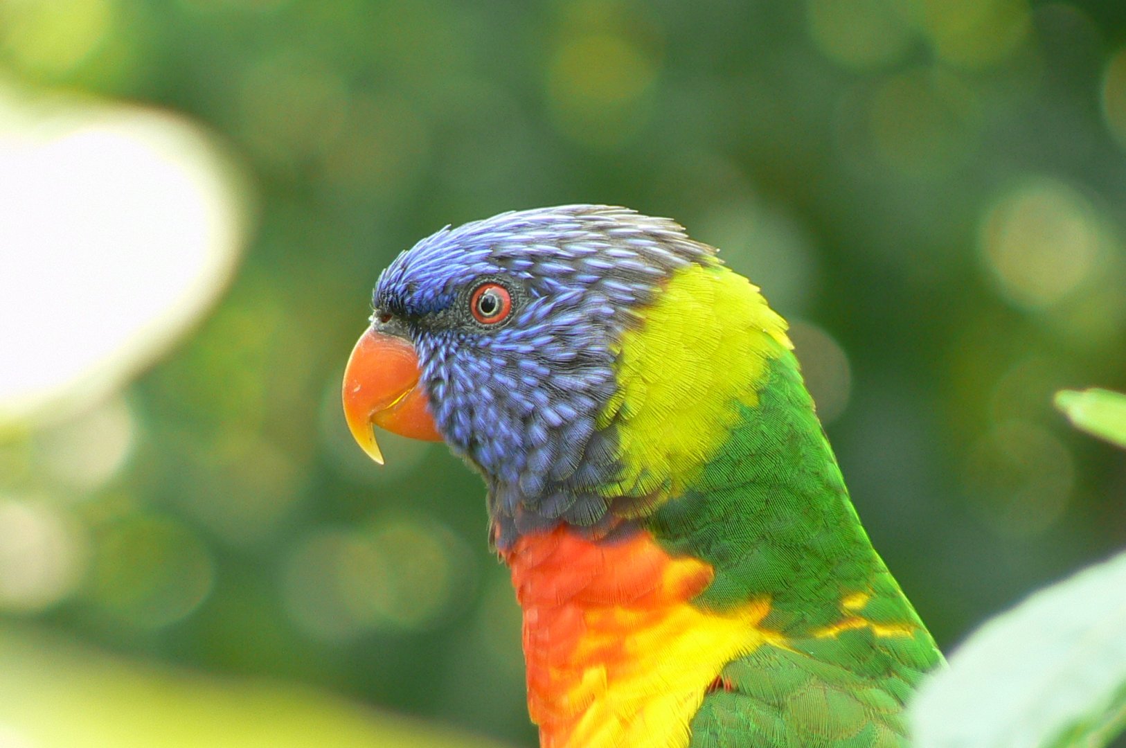 Rainbow lorikeets aviary - rainbow lorikeet