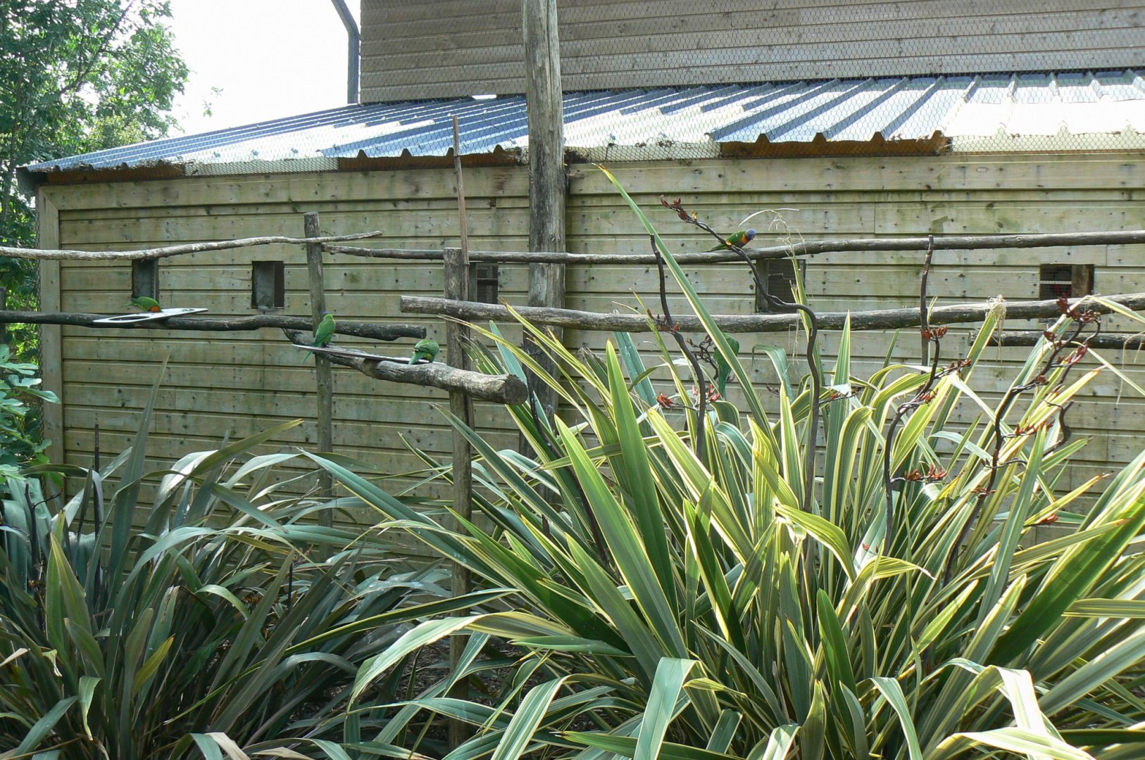 Rainbow lorikeets aviary
