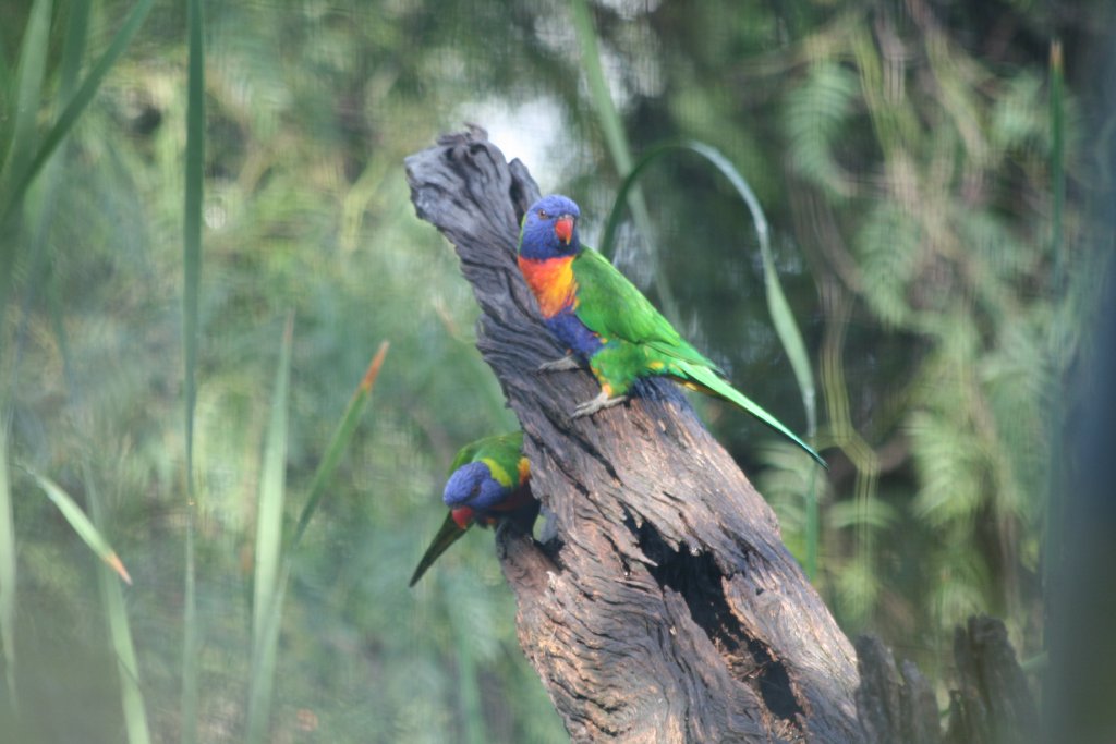 Rainbow Lorikeets inspecting a possible home