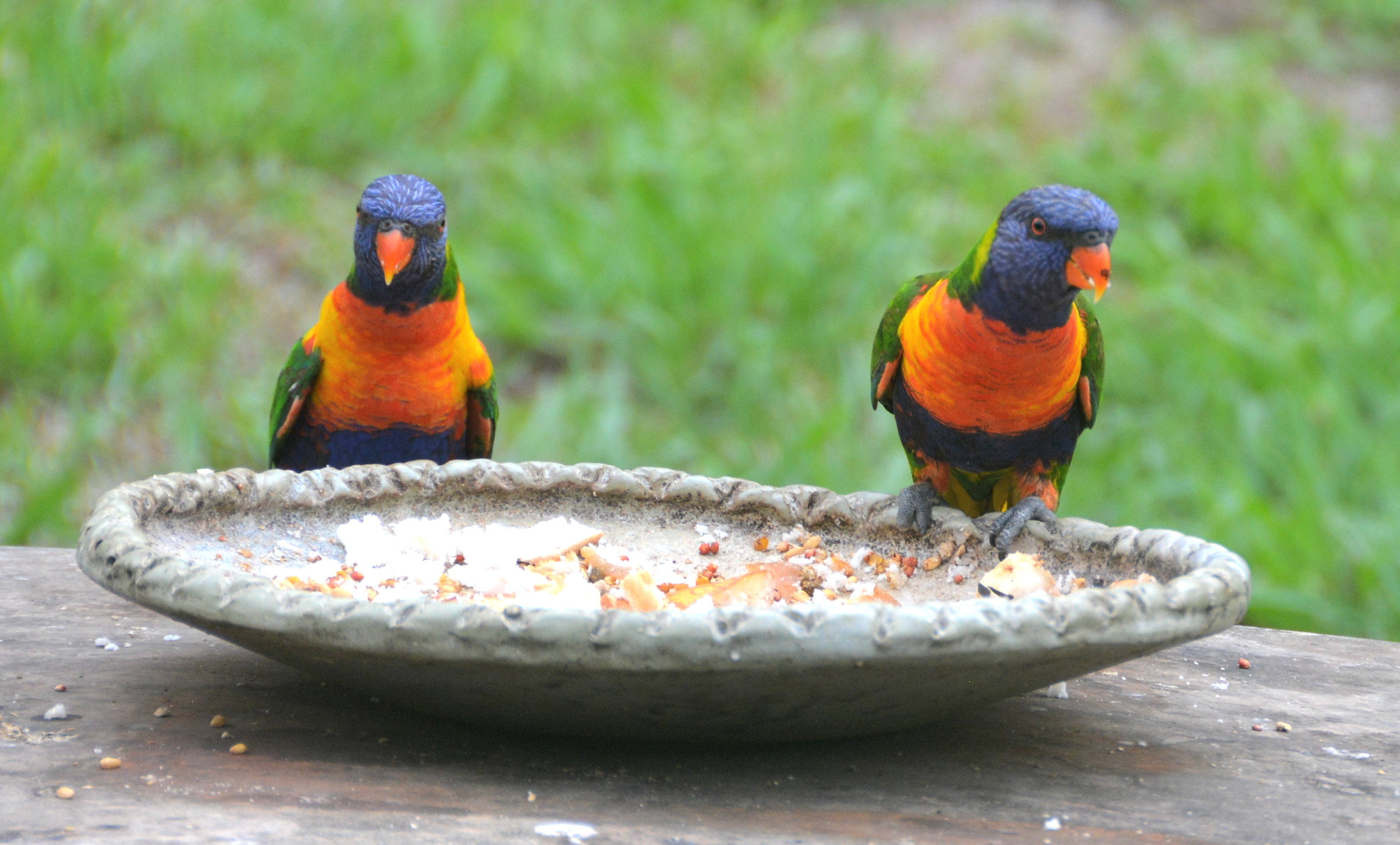 Rainbow lorikeets on feed dish