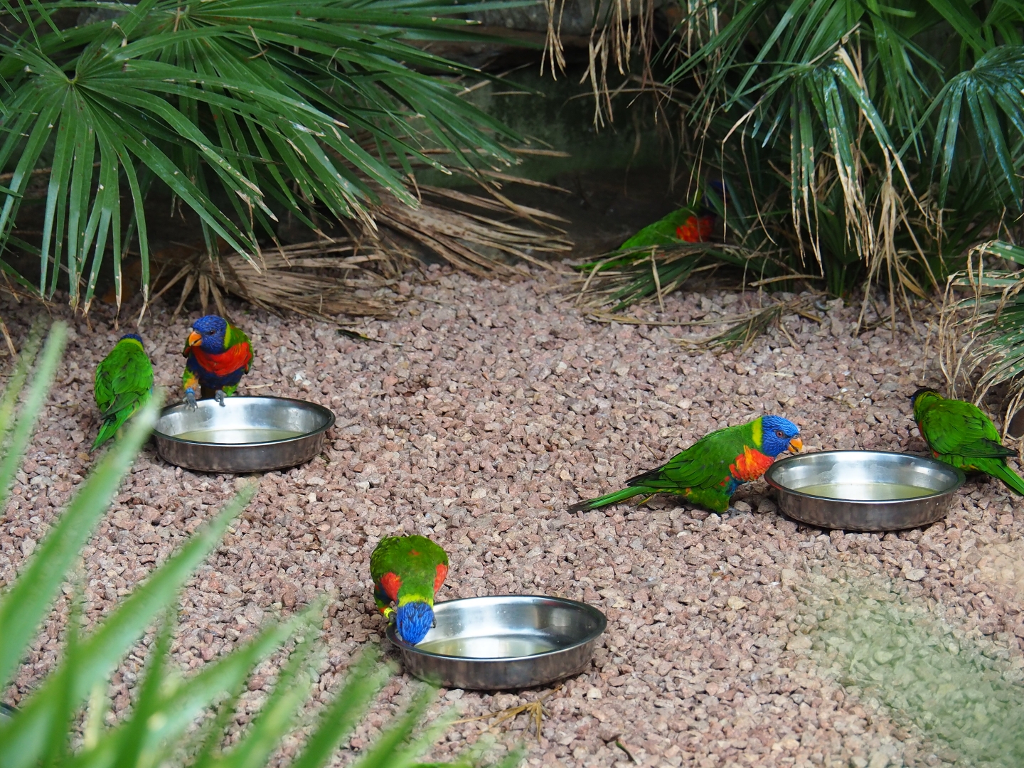 Rainbow lorikeets (Trichoglossus haematodus) at feeding bowls (Sep 2nd, 2018)