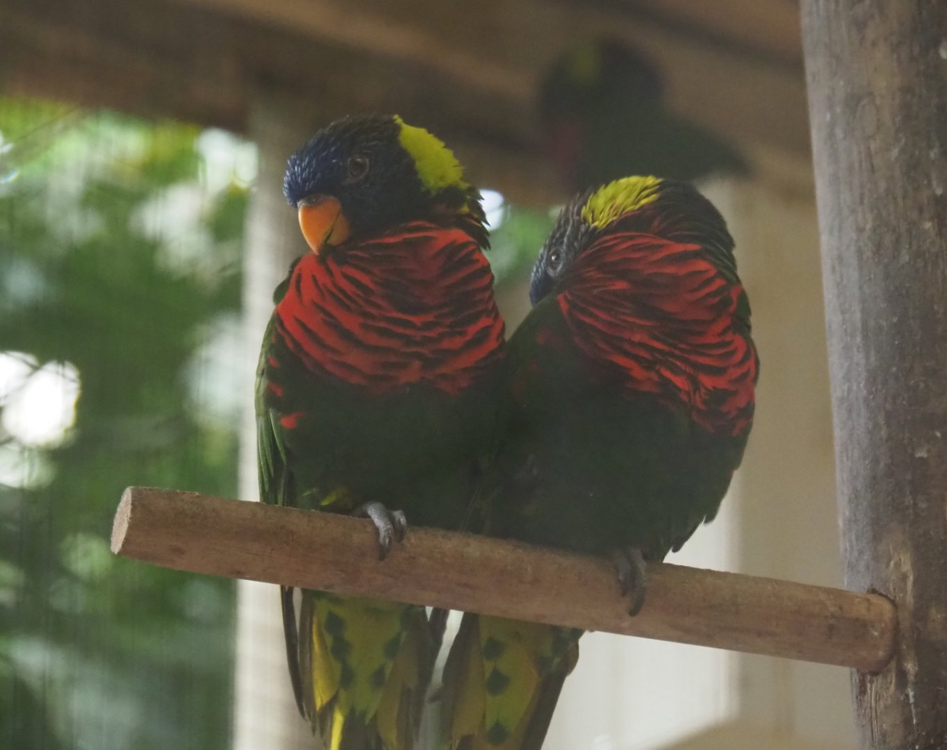Rainbow lorikeets (Trichoglossus haematodus moluccanus), Aug 28th, 2018