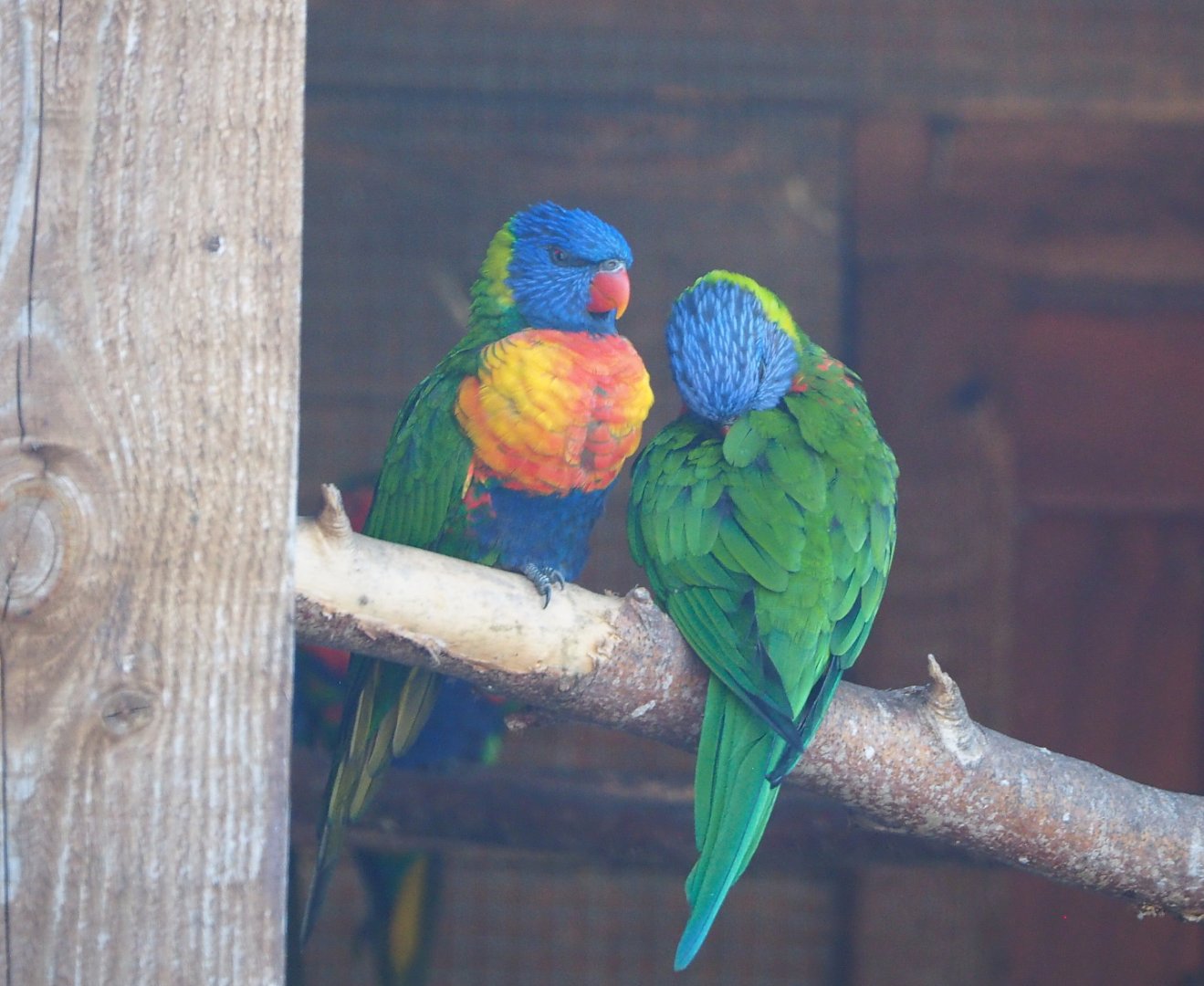 Rainbow lorikeets (Trichoglossus moluccanus), 2021-09-03