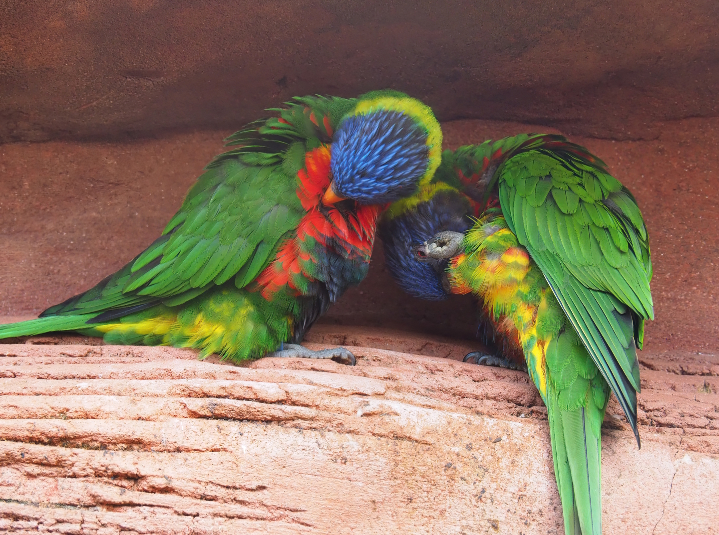 Rainbow lorikeets (Trichoglossus moluccanus), 2022-08-28