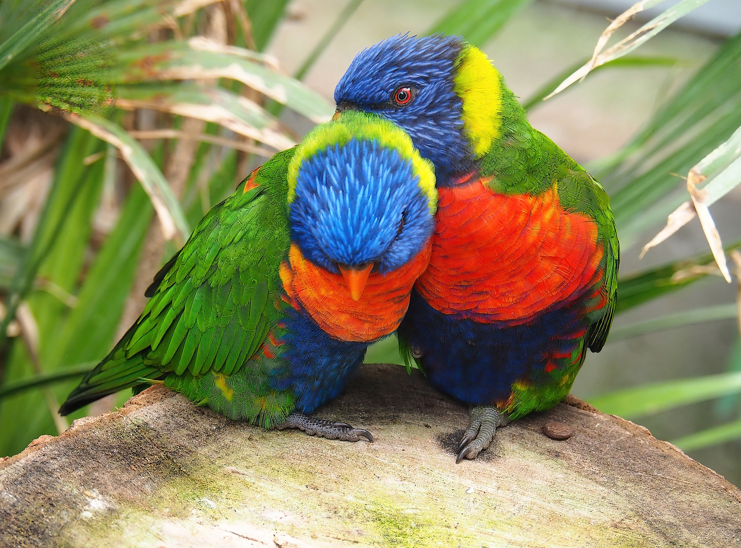 Rainbow lorikeets (Trichoglossus moluccanus), 2022-08-28