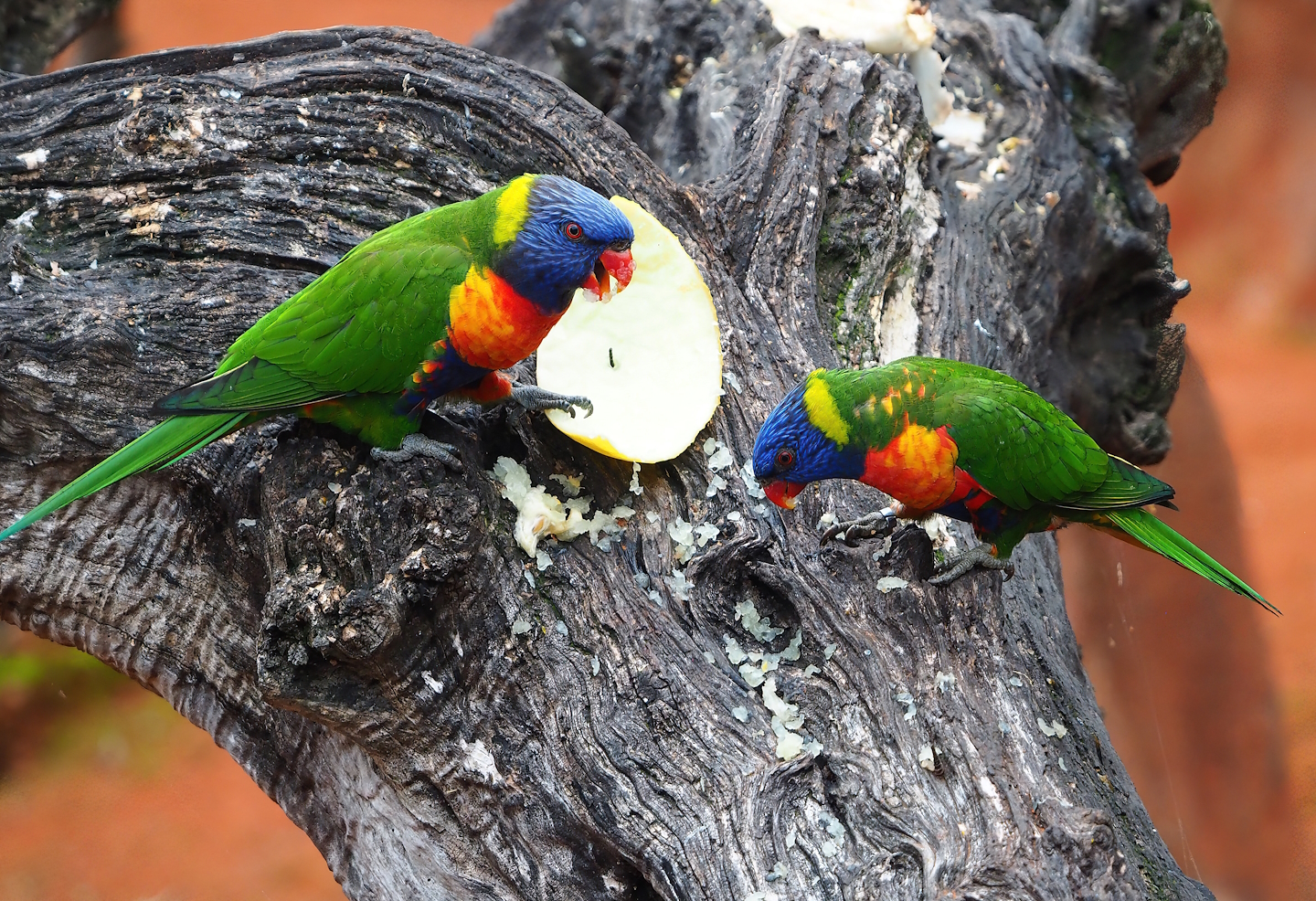 Rainbow lorikeets (Trichoglossus moluccanus), 2023-10-13