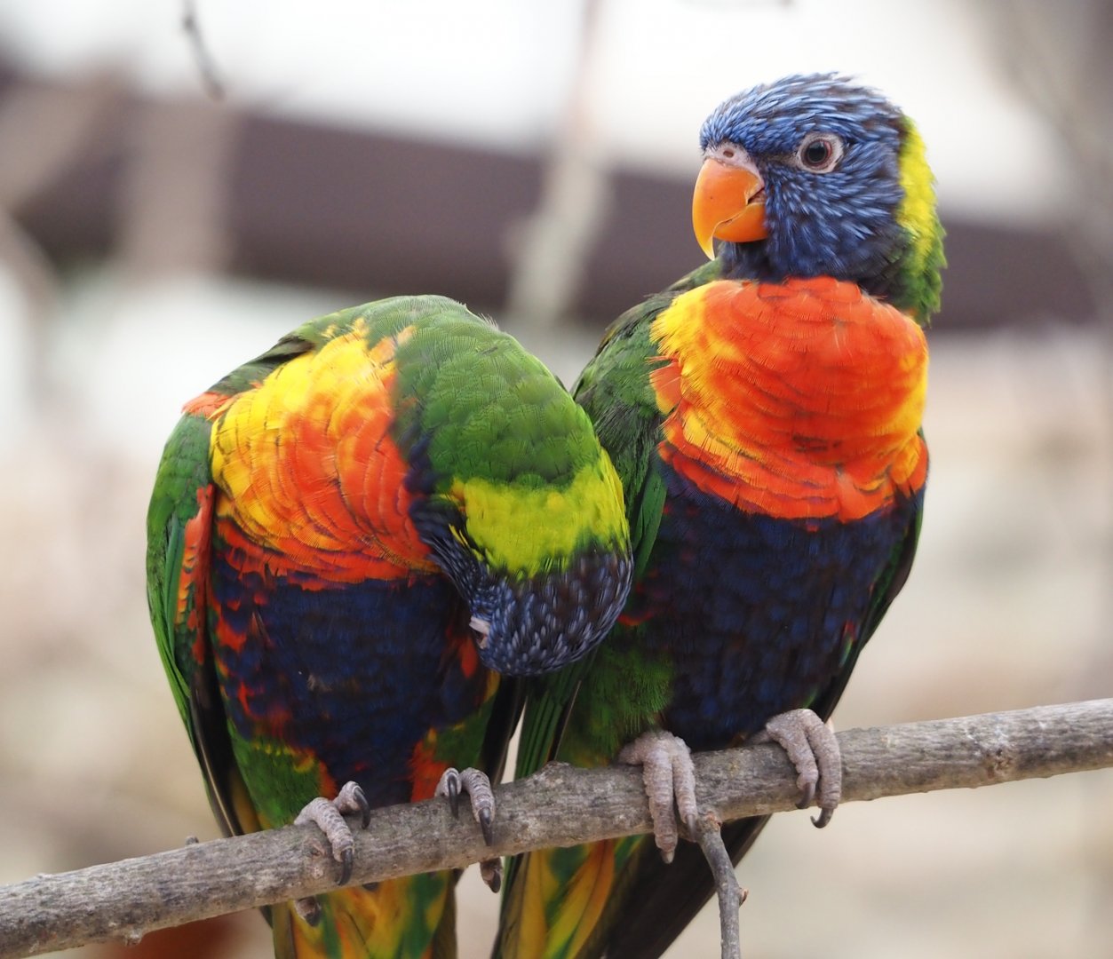 Rainbow lorikeets (Trichoglossus moluccanus),2024-05-23