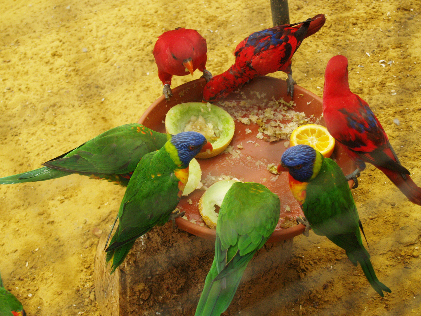 Rainbow lorikeets (Trichoglossus moluccanus) and Red lories (Eos bornea), 2009