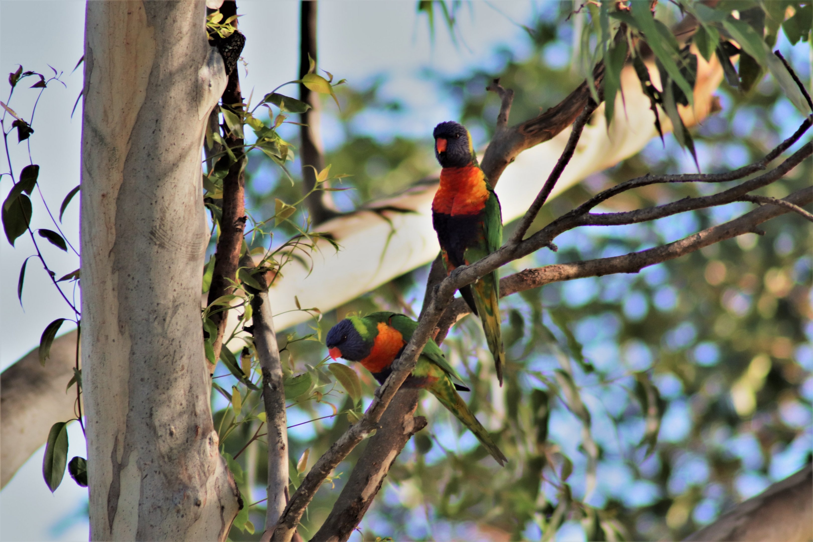 Rainbow Lorikeets (Trichoglossus moluccanus)