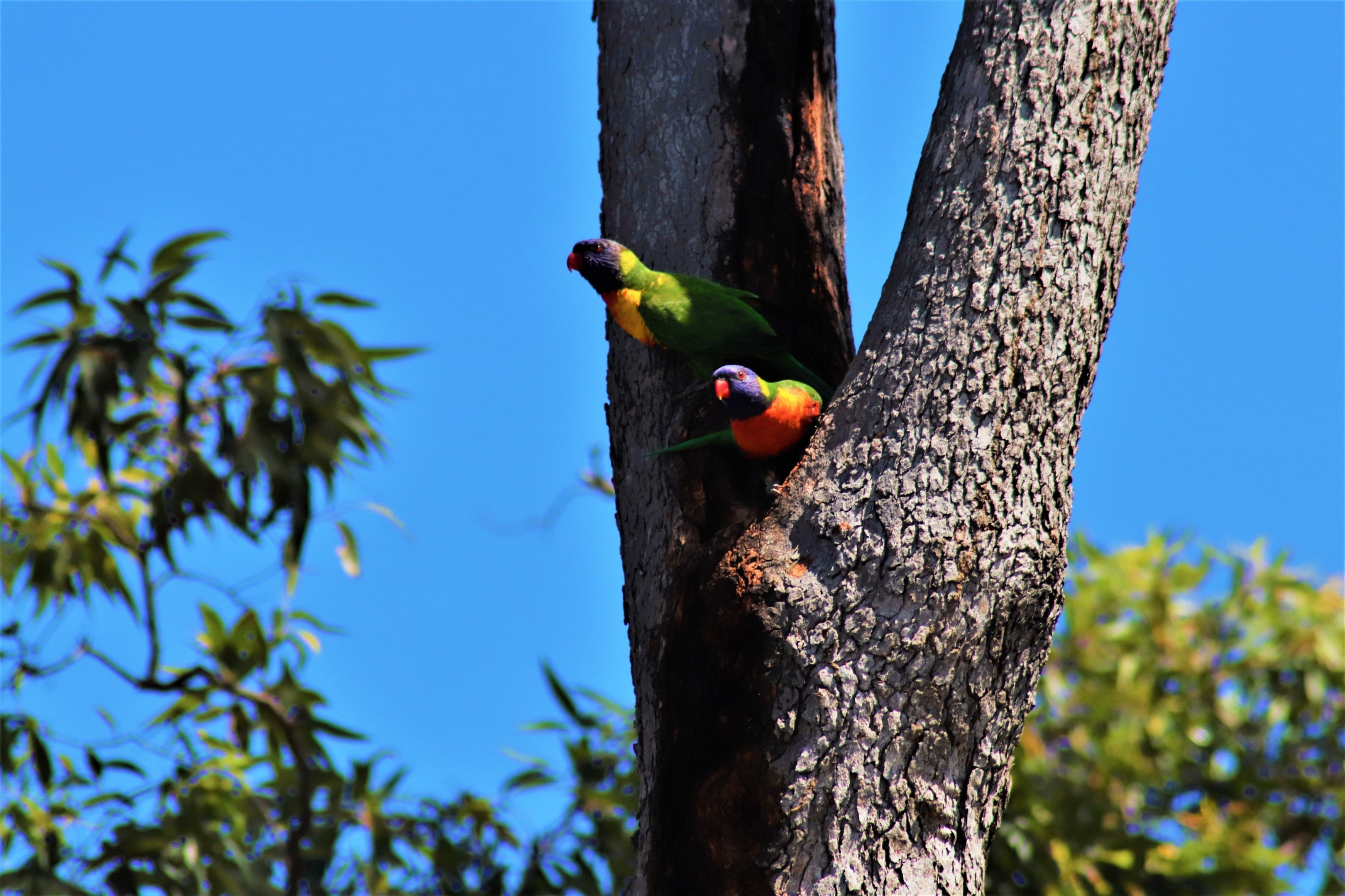 Rainbow Lorikeets (Trichoglossus moluccanus)