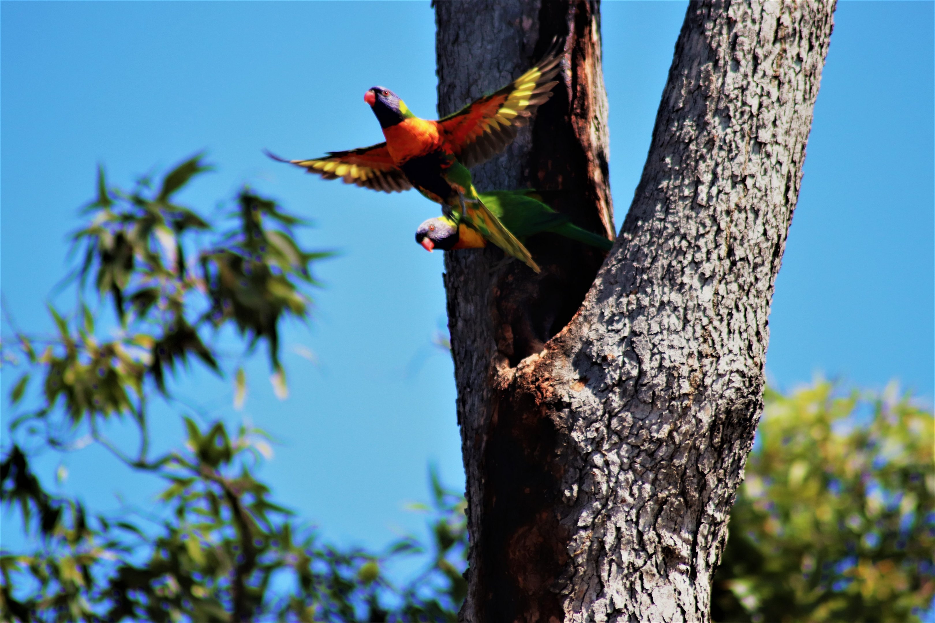 Rainbow Lorikeets (Trichoglossus moluccanus)