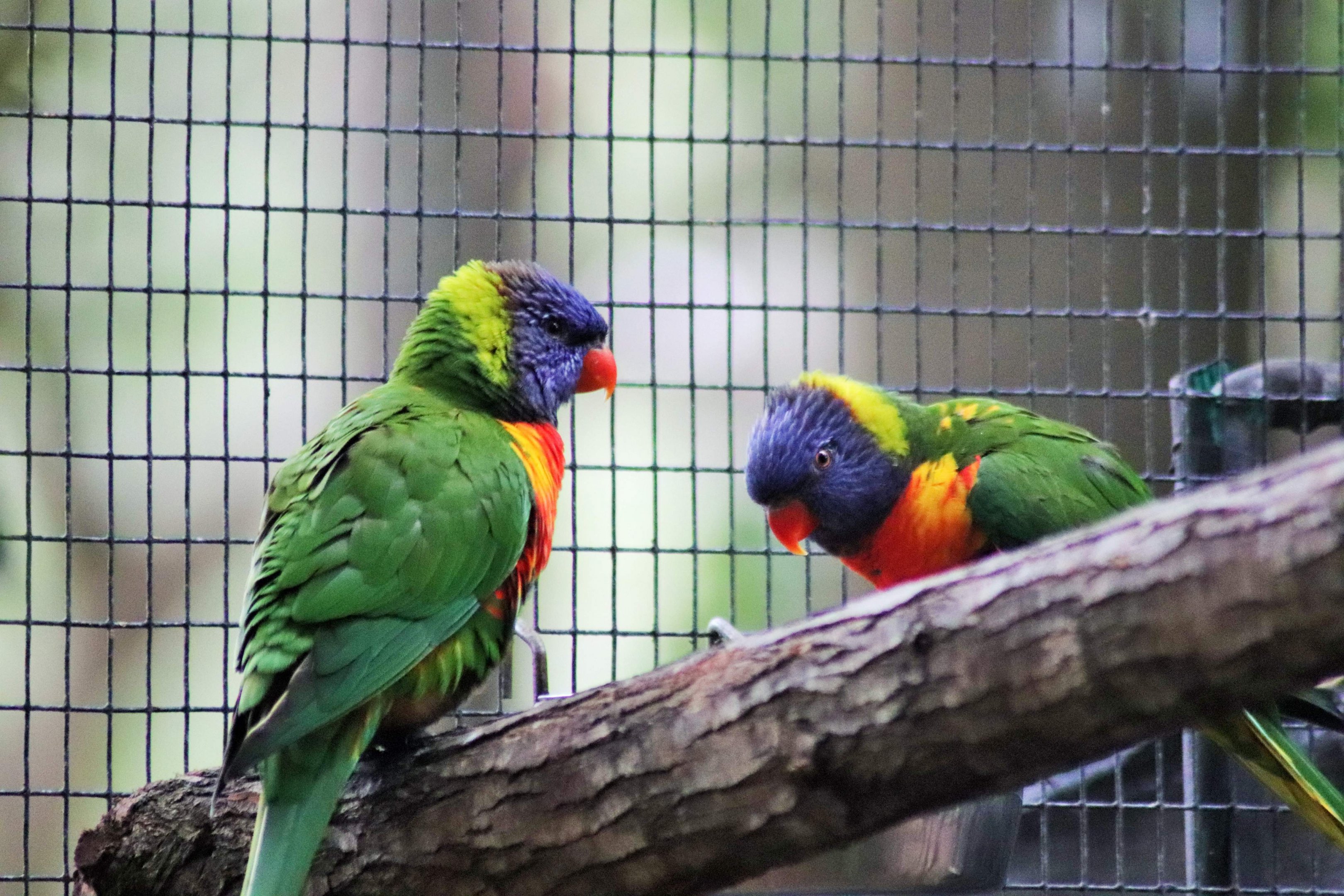 Rainbow Lorikeets (Trichoglossus moluccanus)