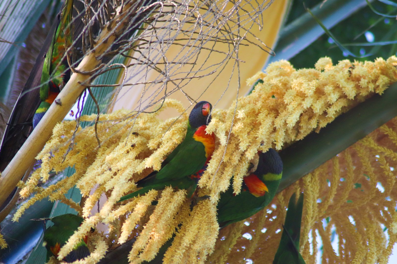 Rainbow Lorikeets (Trichoglossus moluccanus)