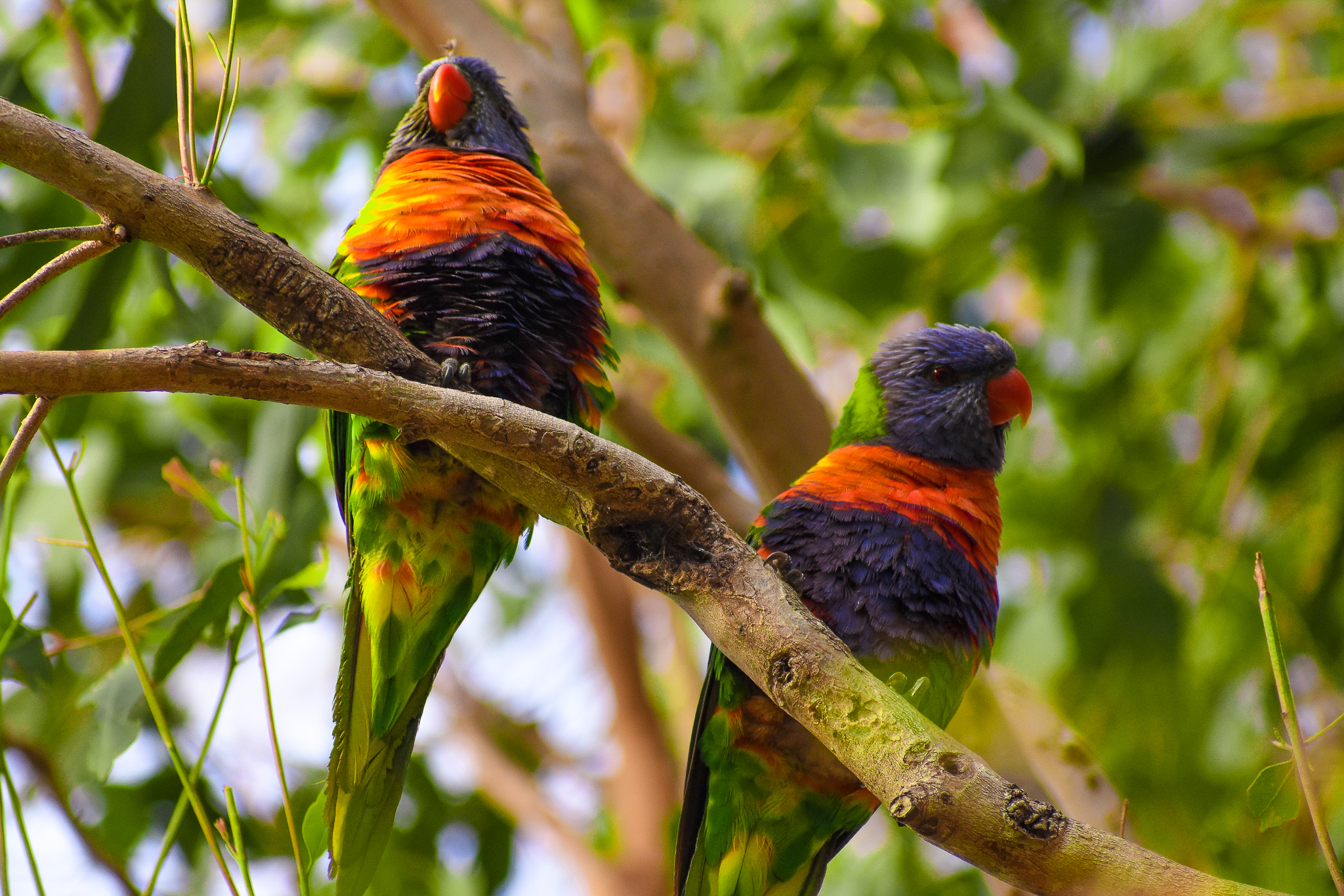 Rainbow Lorikeets (Trichoglossus moluccanus)