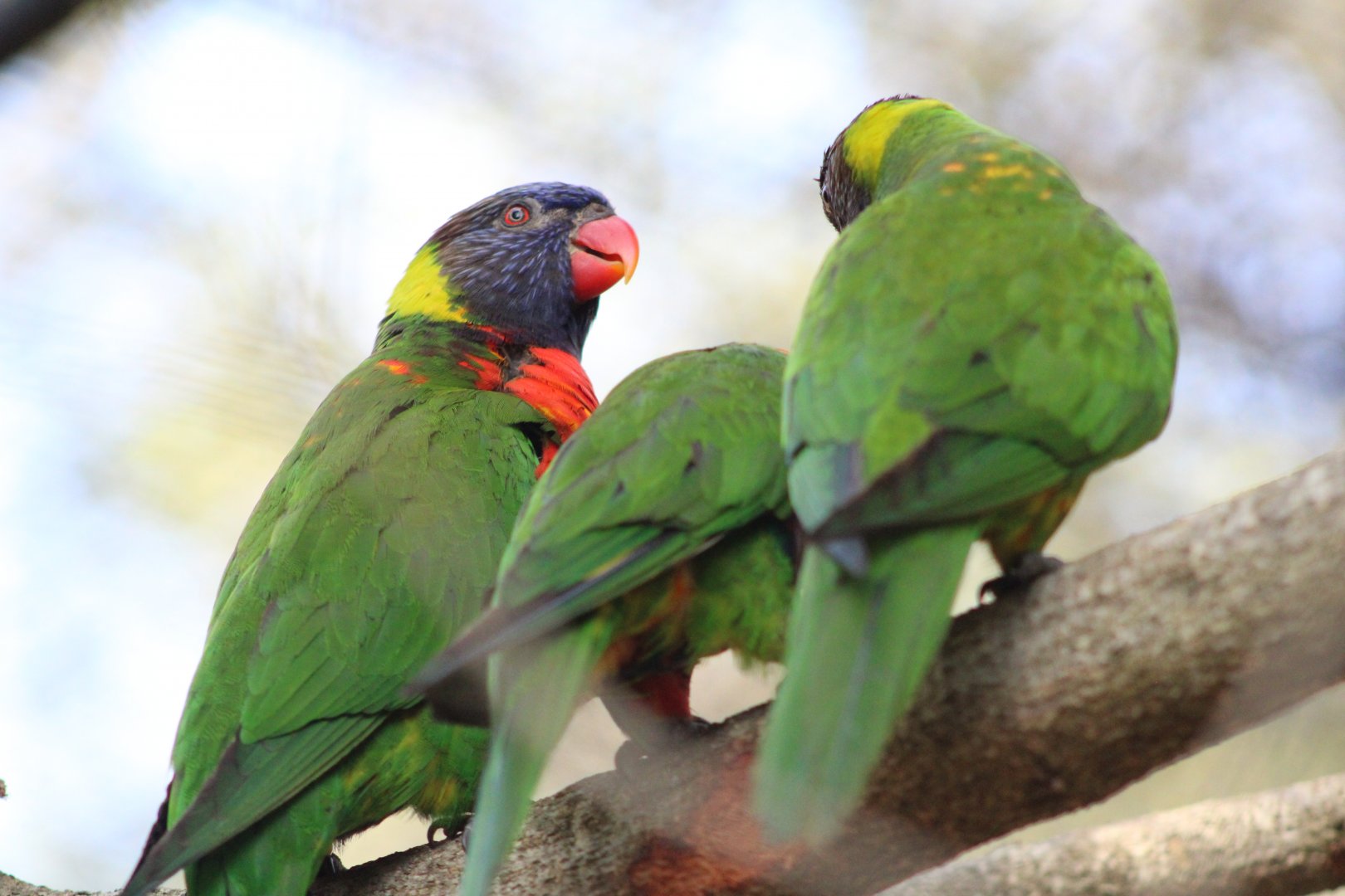 Rainbow Lorikeets (Trichoglossus moluccanus)