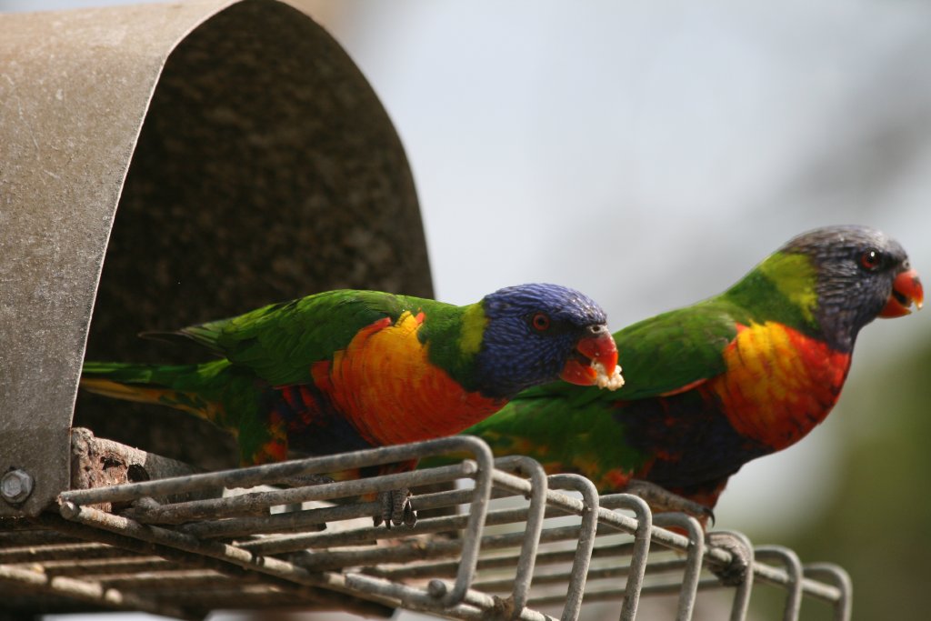 Rainbow Lorikeets - wild