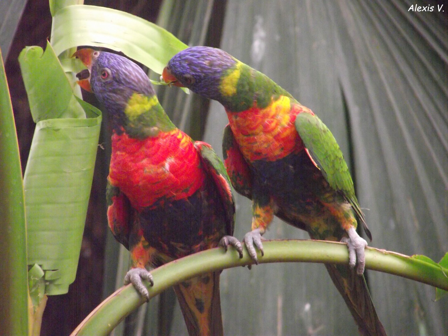 Rainbow Lorikeets - Zooparc de Beauval, 28/06/2025