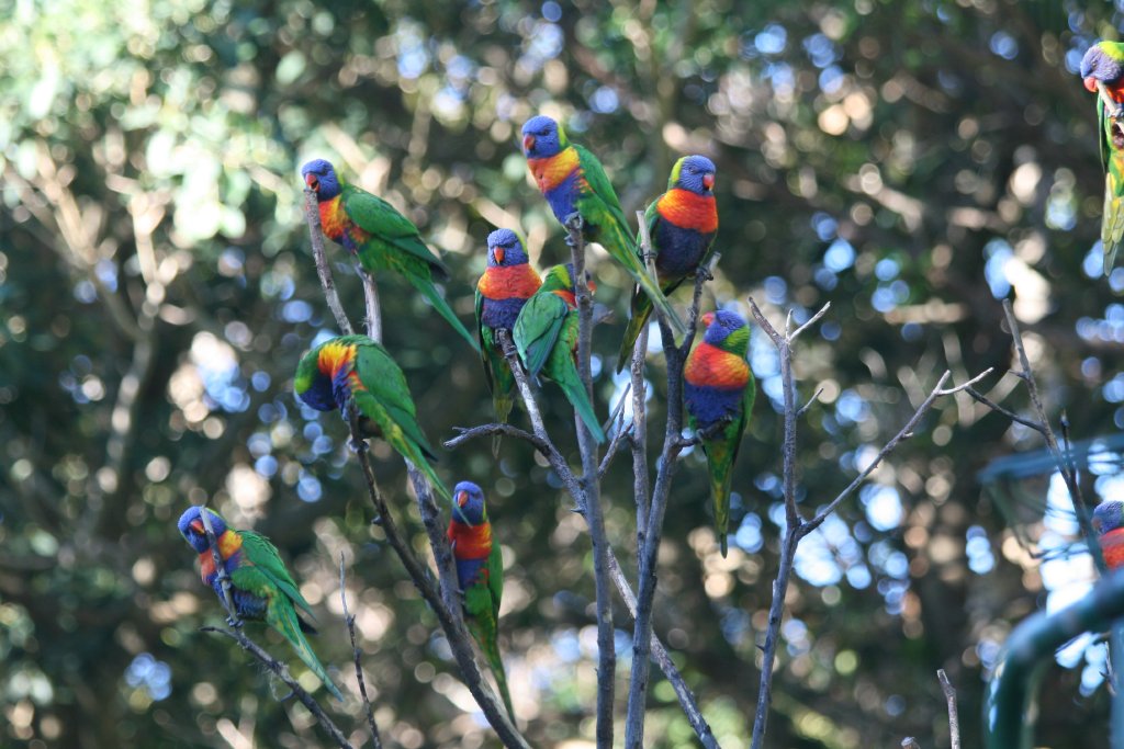Rainbow Lorikeets