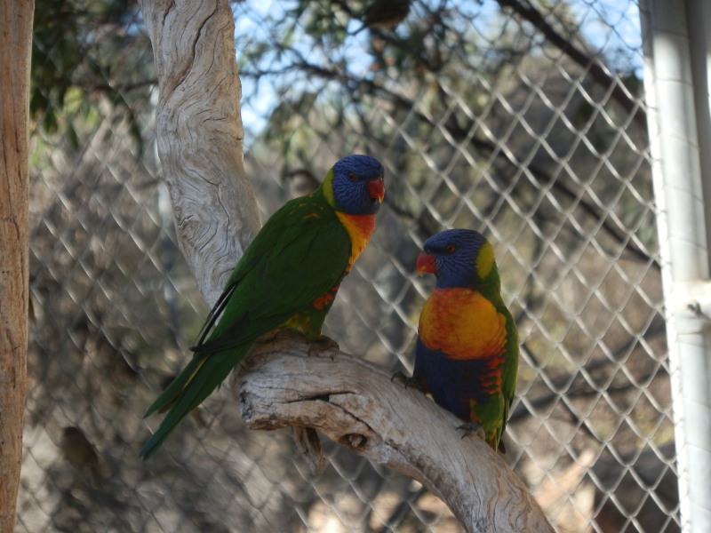 Rainbow Lorikeets
