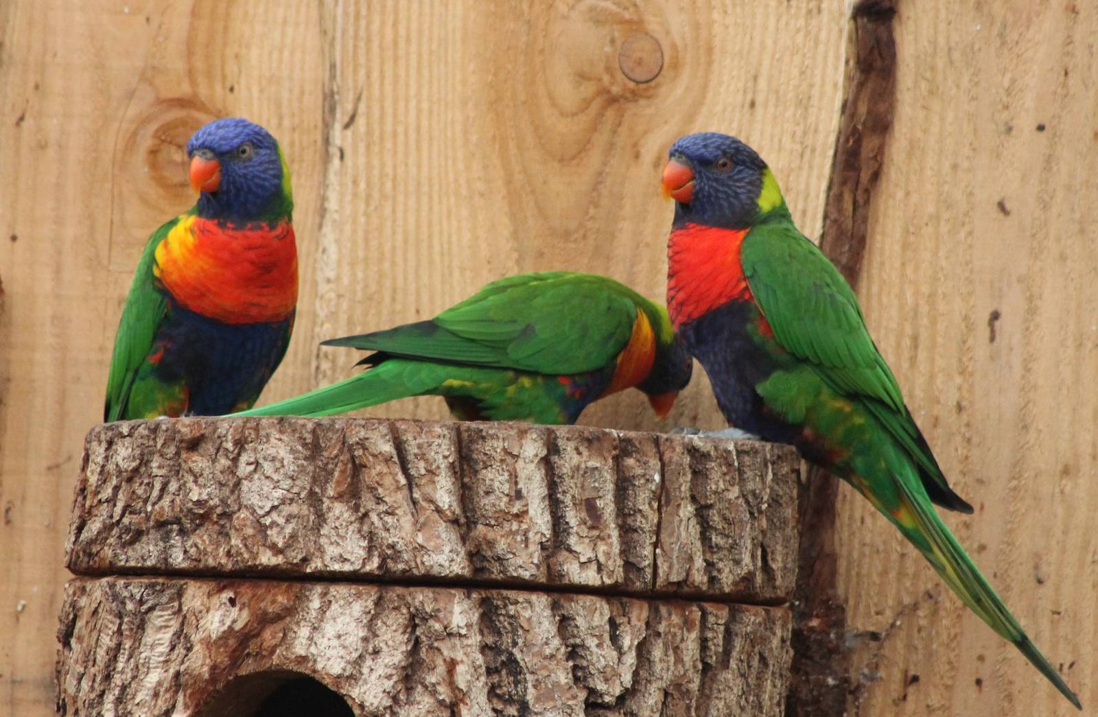 Rainbow lorikeets