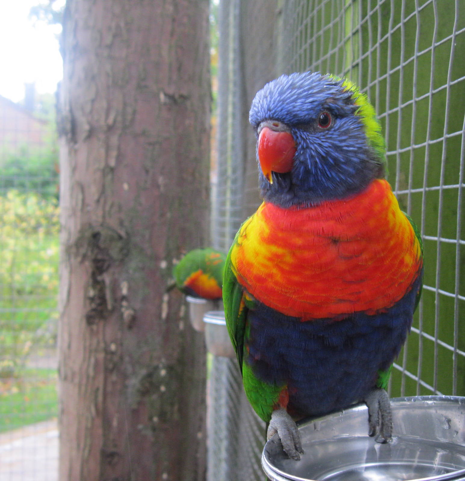 Rainbow Lorikeets