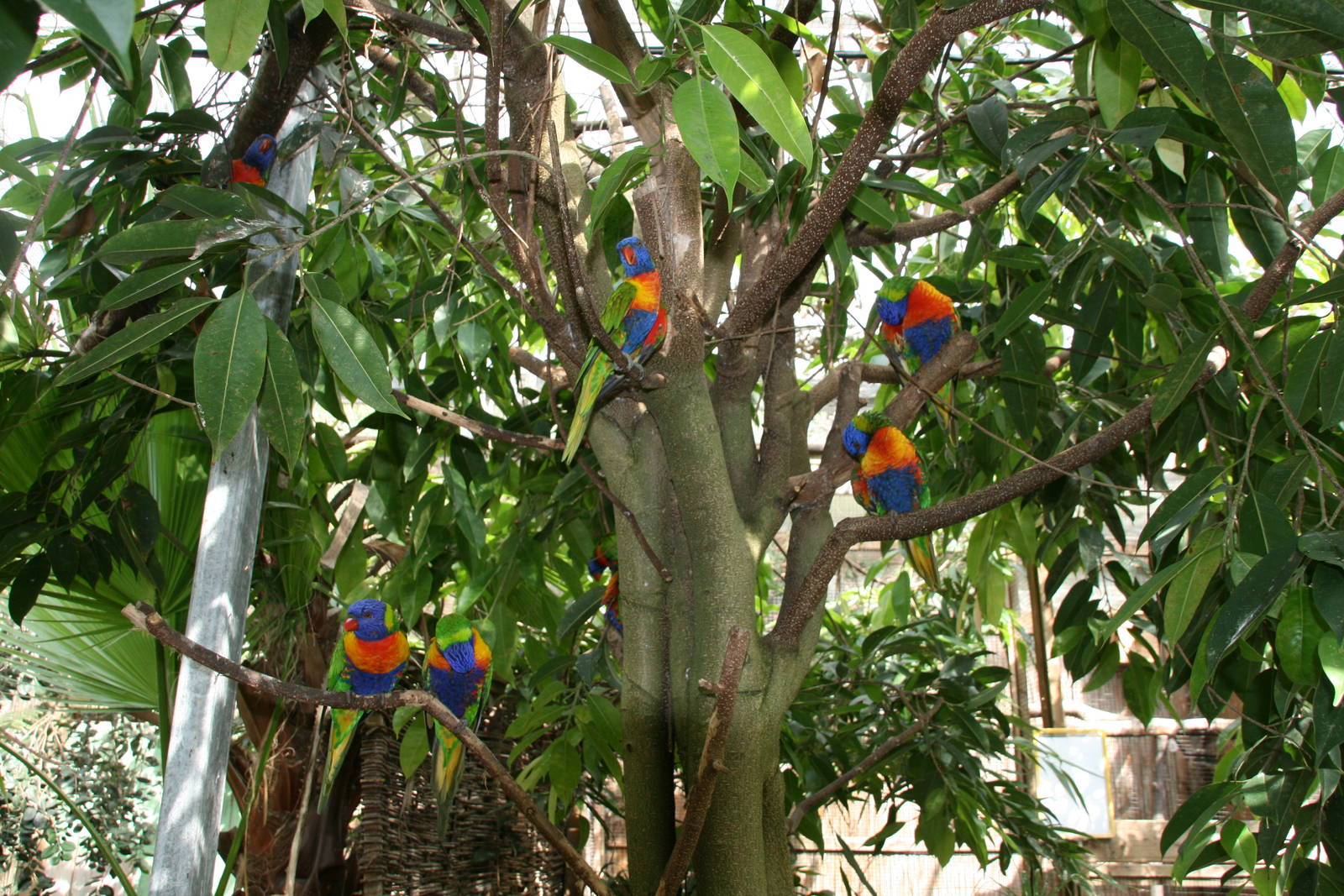 Rainbow lorikeets