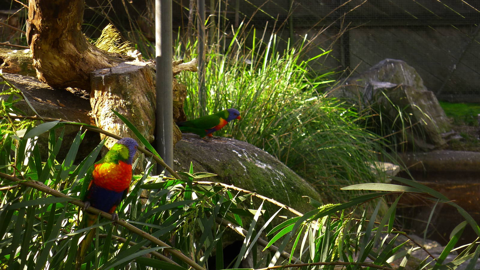 Rainbow Lorikeets